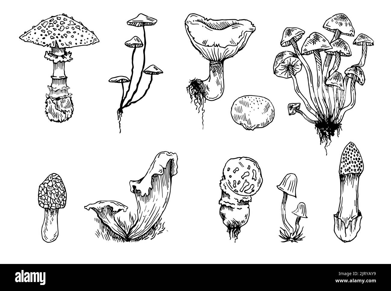 Pilzset. Essbare und nicht essbare Pilzpflanzen aus wildem Wald. Umreißen Sie die von Hand gezeichnete Skizze. Zeichnen mit Tinte. Isoliert auf weißem Hintergrund Stock Vektor