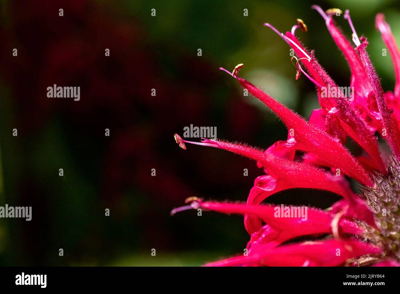 Issaquah, Washington, USA. Nahaufnahme einer roten Bienenbalsam-Blume. Stockfoto