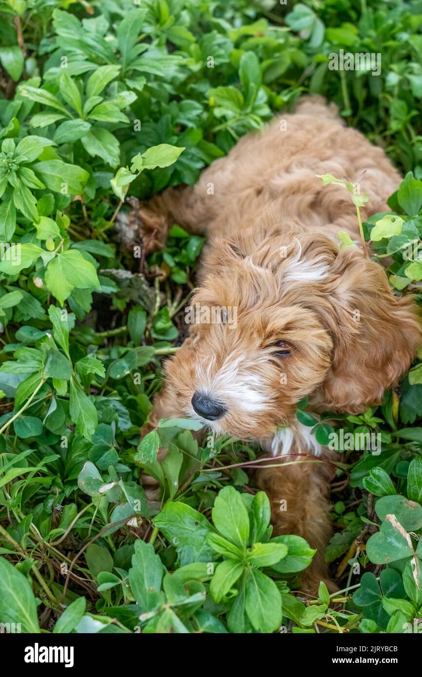Issaquah, Washington, USA. Der 3 Monate alte Aussiedoodle-Welpe namens 'Bella', der sich nach der Spielzeit in einem Bett aus Pachysandra-Groung abkühlen wird. (P Stockfoto Issaquah, Washington, USA. Der 3 Monate alte Aussiedoodle-Welpe namens 'Bella', der sich nach der Spielzeit in einem Bett aus Pachysandra-Groung abkühlen wird. (P Stockfoto