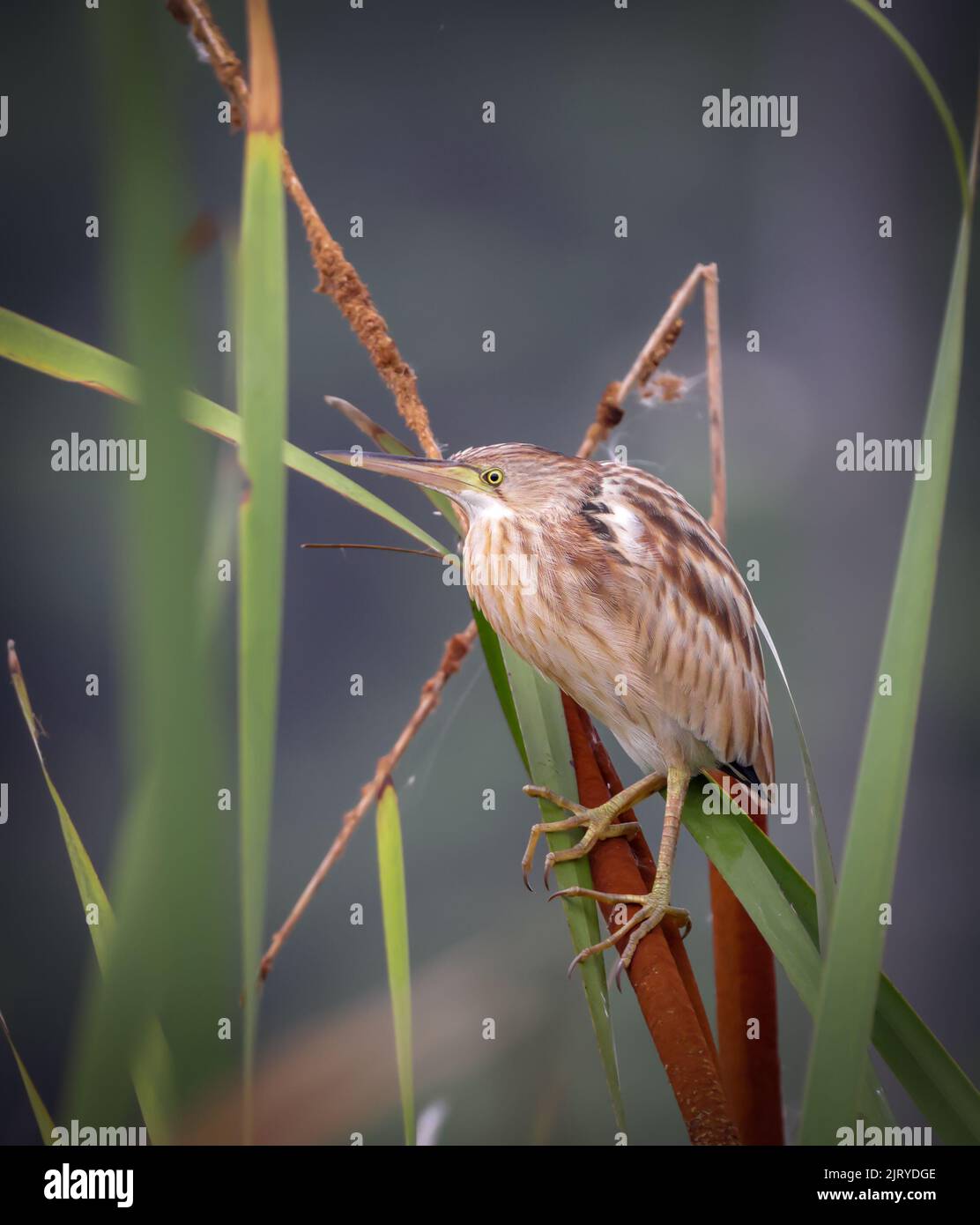 Gelbe Bittern ist eine kleine Bittern. Stockfoto