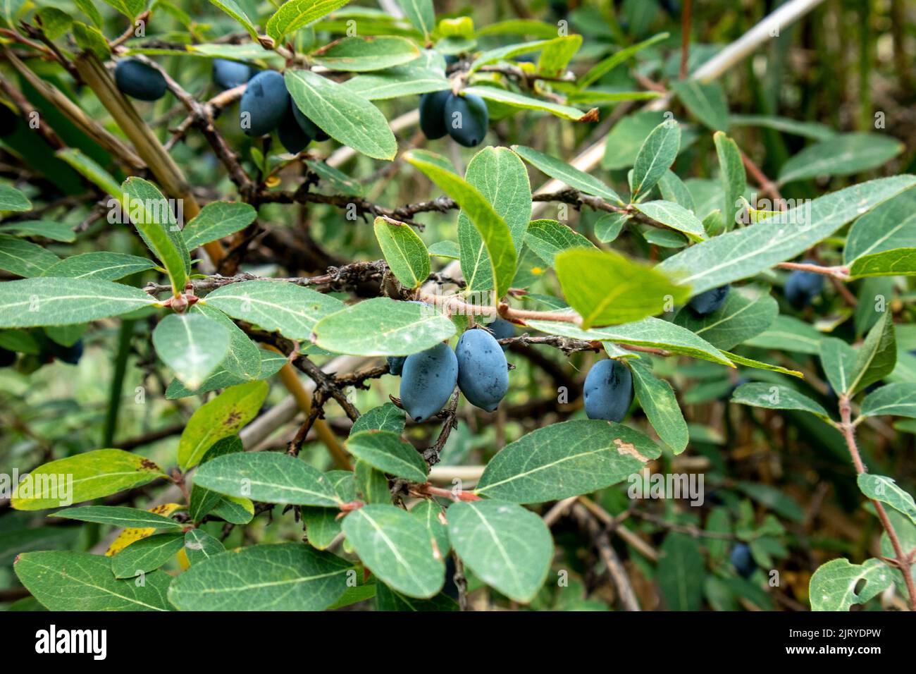 Reife Geißelbeeren auf einem Buschzweig. Sommerbeeren Stockfoto