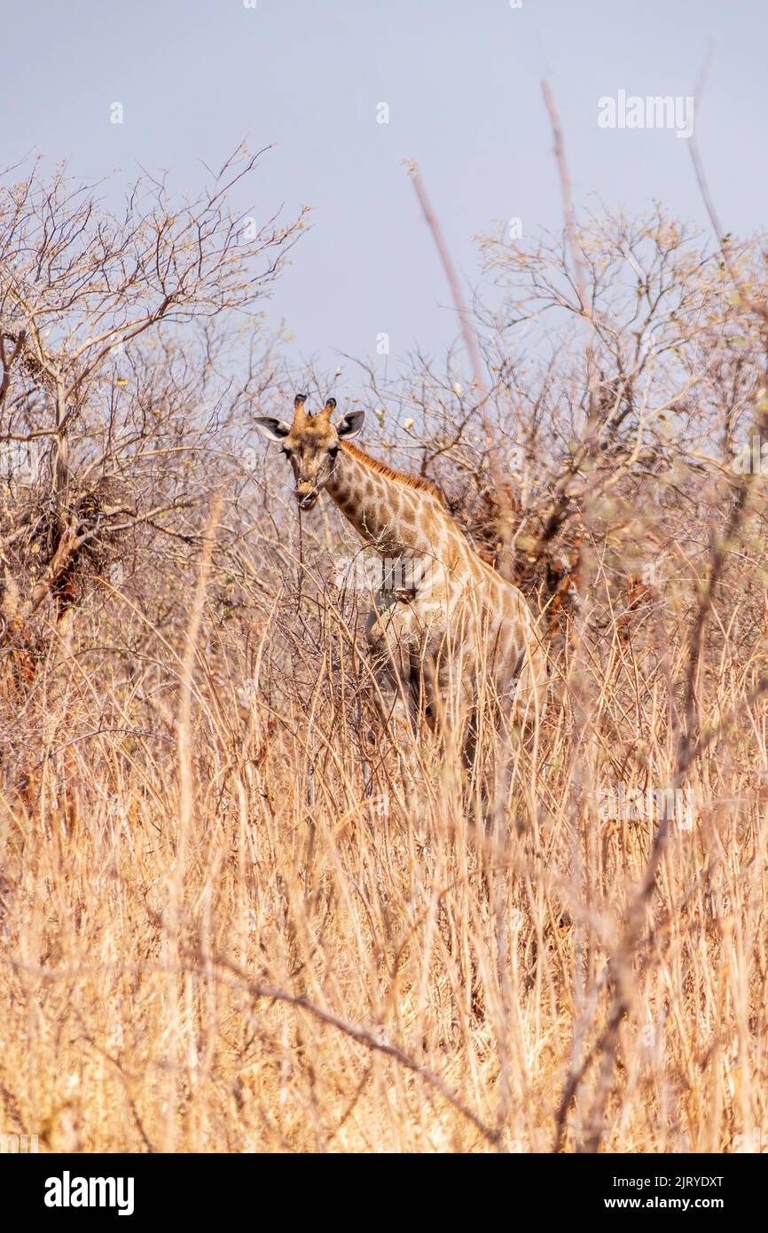 Afrikanische Giraffen zwischen trockenen Büschen und Bäumen. Chobe National Park. Botswana Stockfoto