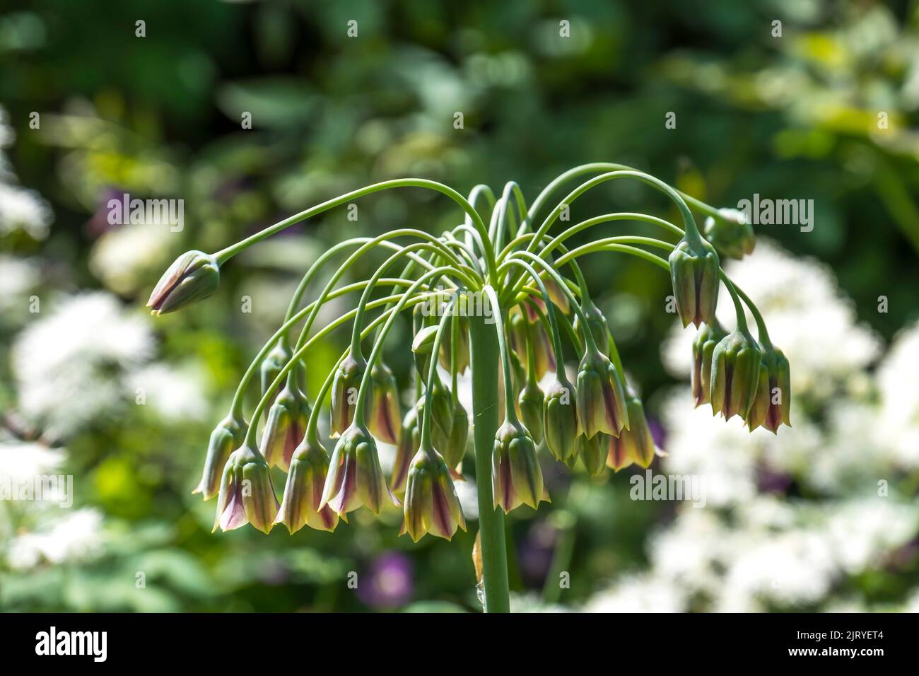 Honig-Knoblauch (Allium siculum), Münsterland, Nordrhein-Westfalen, Deutschland Stockfoto
