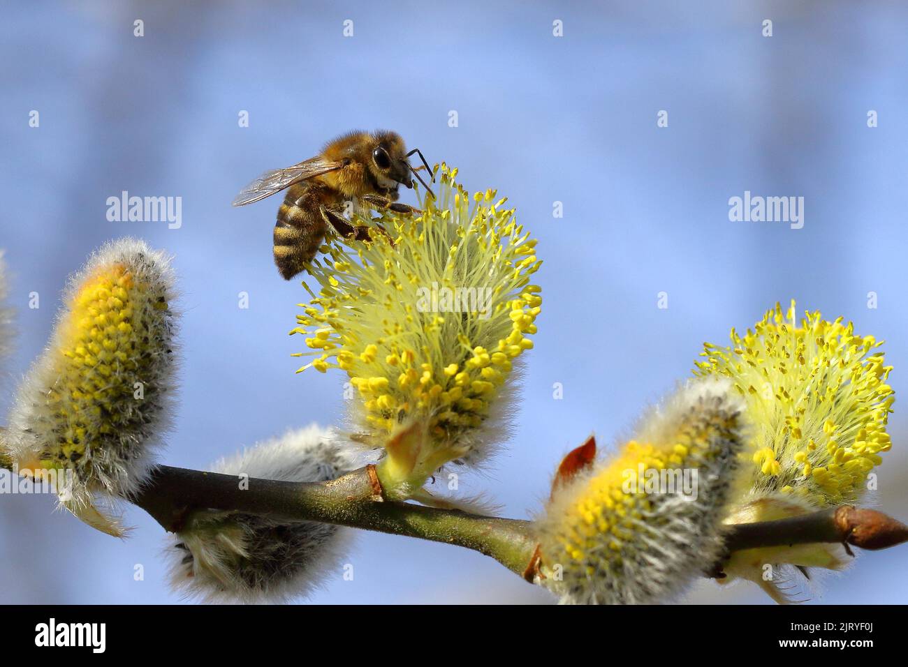 Europäische Honigbiene (APIs mellifera), sammelt Pollen auf männlichen Blütenständen einer Ziegenweide (salix caprea), Rothaargebirge, Nord Stockfoto