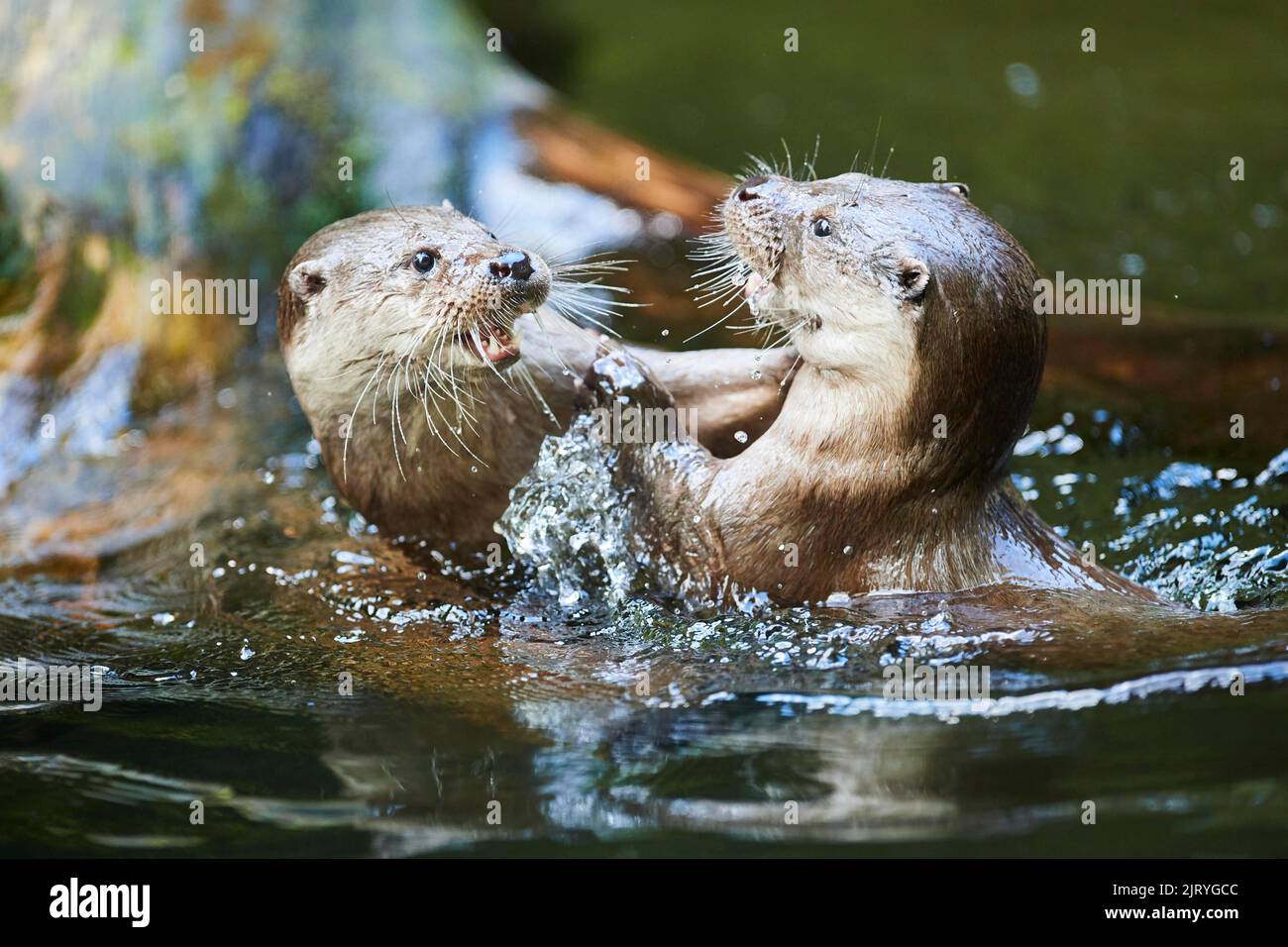 Eurasischer Otter (Lutra lutra), der im Wasser miteinander spielt, Bayern, Deutschland Stockfoto