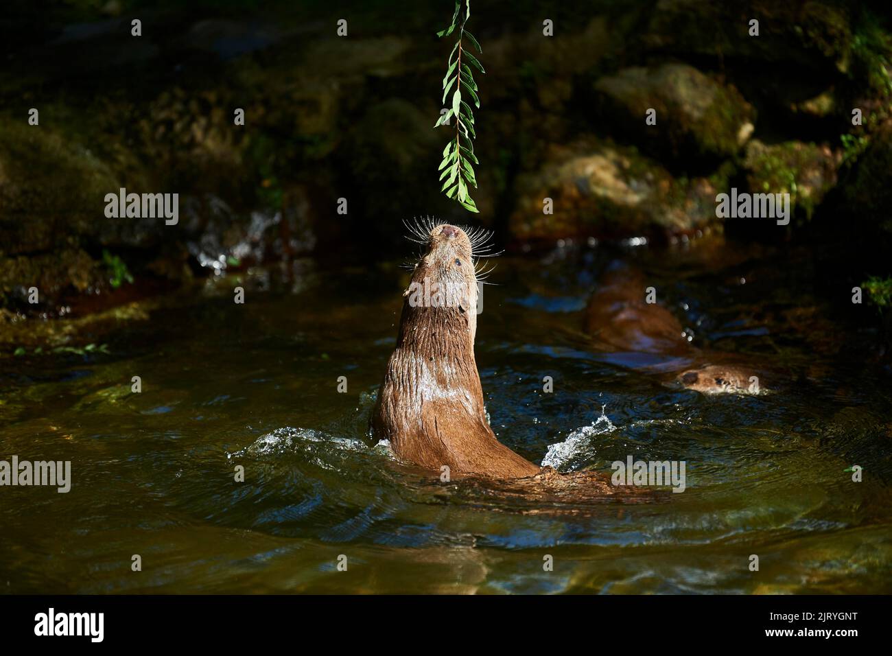Eurasischer Fischotter (Lutra lutra), spielt im Wasser, Bayern, Deutschland Stockfoto