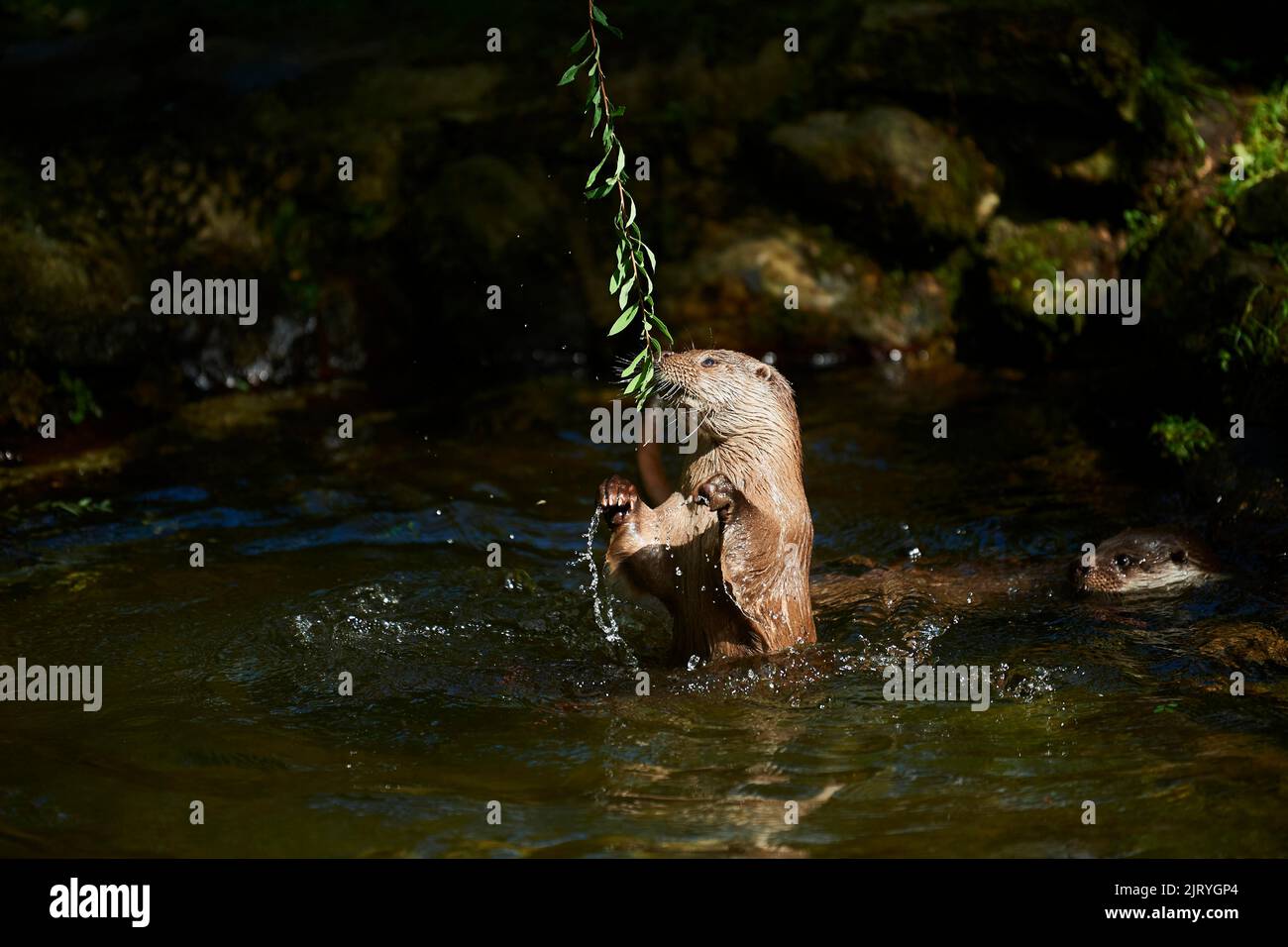 Eurasischer Fischotter (Lutra lutra), spielt im Wasser, Bayern, Deutschland Stockfoto