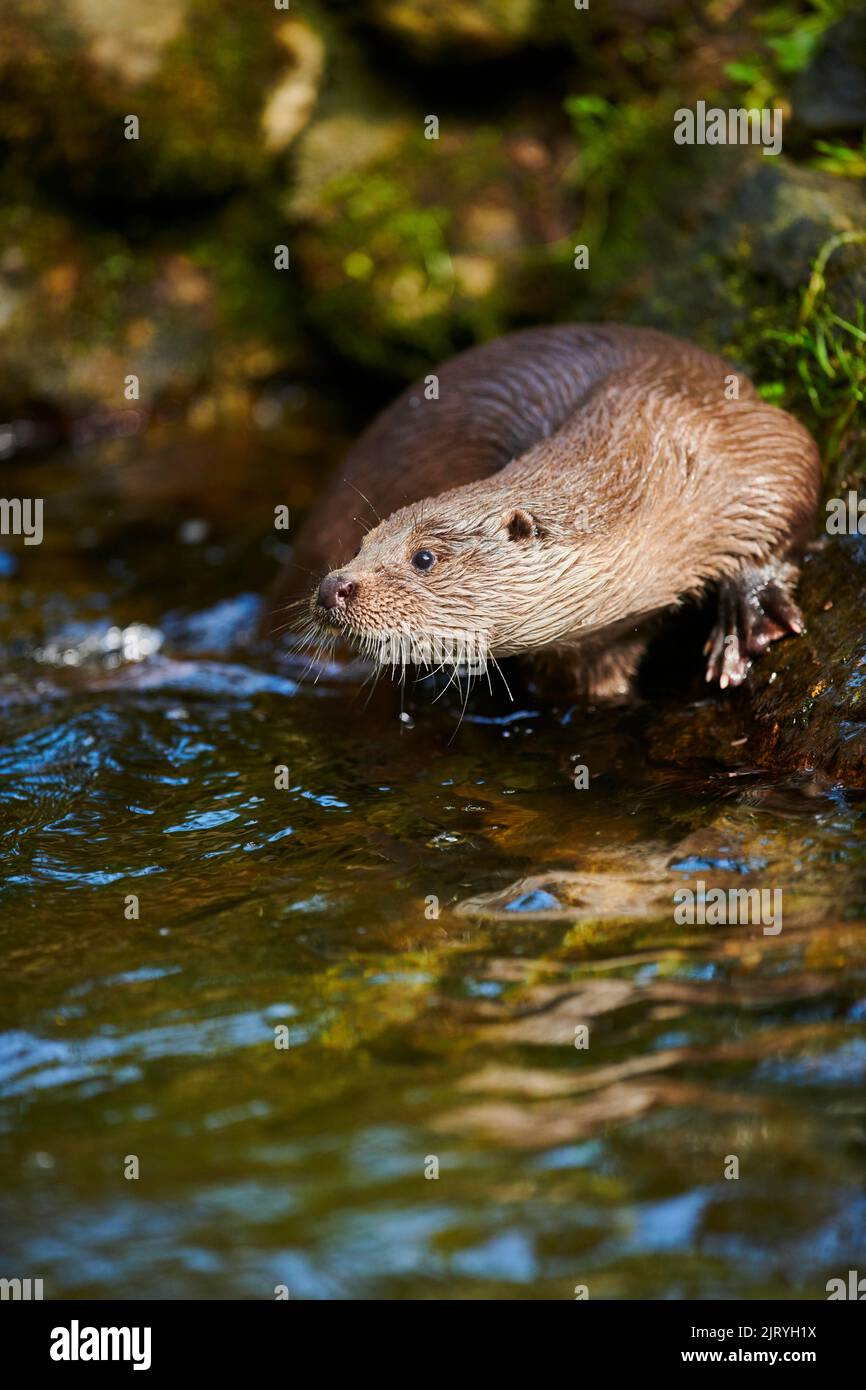 Eurasischer Otter (Lutra lutra) am Rand des Wassers, Bayern, Deutschland Stockfoto