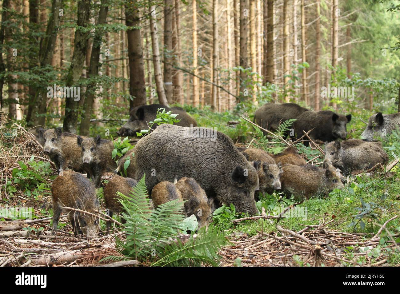 Wildschwein (Sus scrofa) gemischte Herde, die im Wald auf Nahrungssuche geht, Allgäu, Bayern, Deutschland Stockfoto