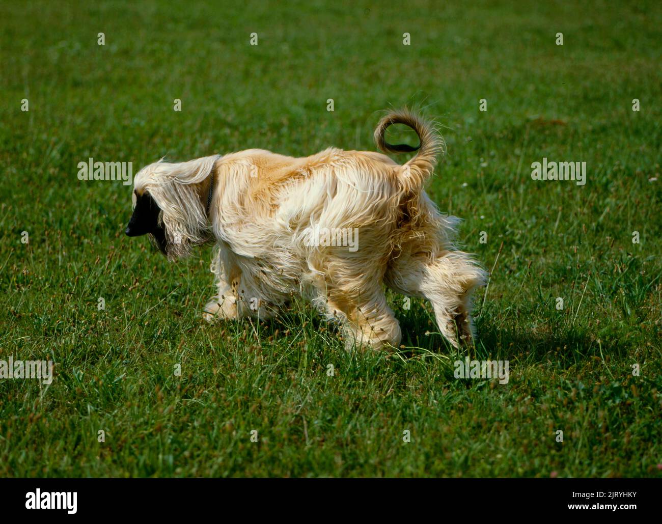 Afghanischer Windhund Afghan Windhund Baluchi Windhund Stockfoto