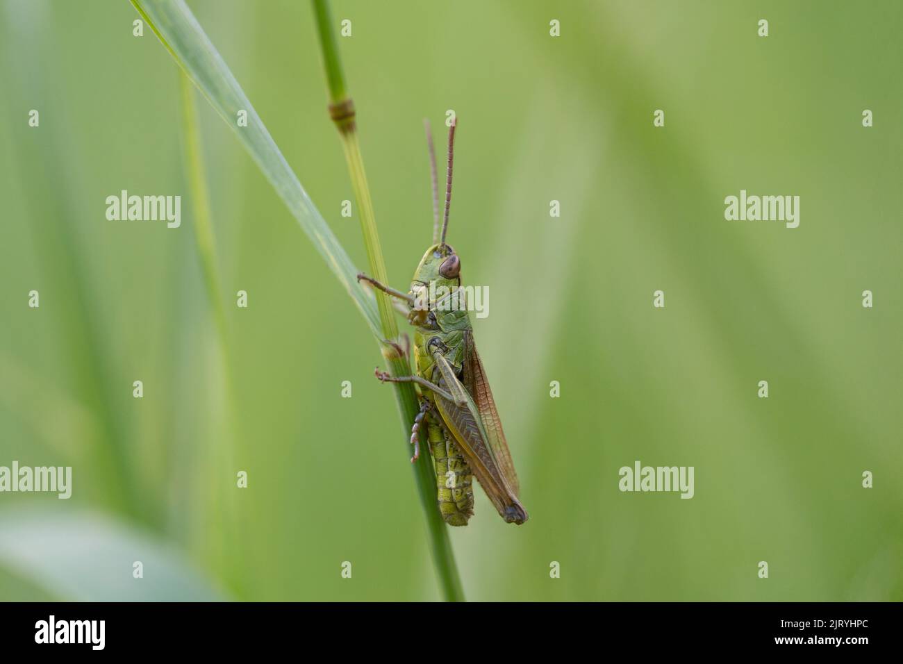 Gemeine rosa Wiesengrasschrecke (Pseudochorthippus parallelus), Männchen auf Grashalm sitzend, Wuelfrath, Nordrhein-Westfalen, Deutschland Stockfoto
