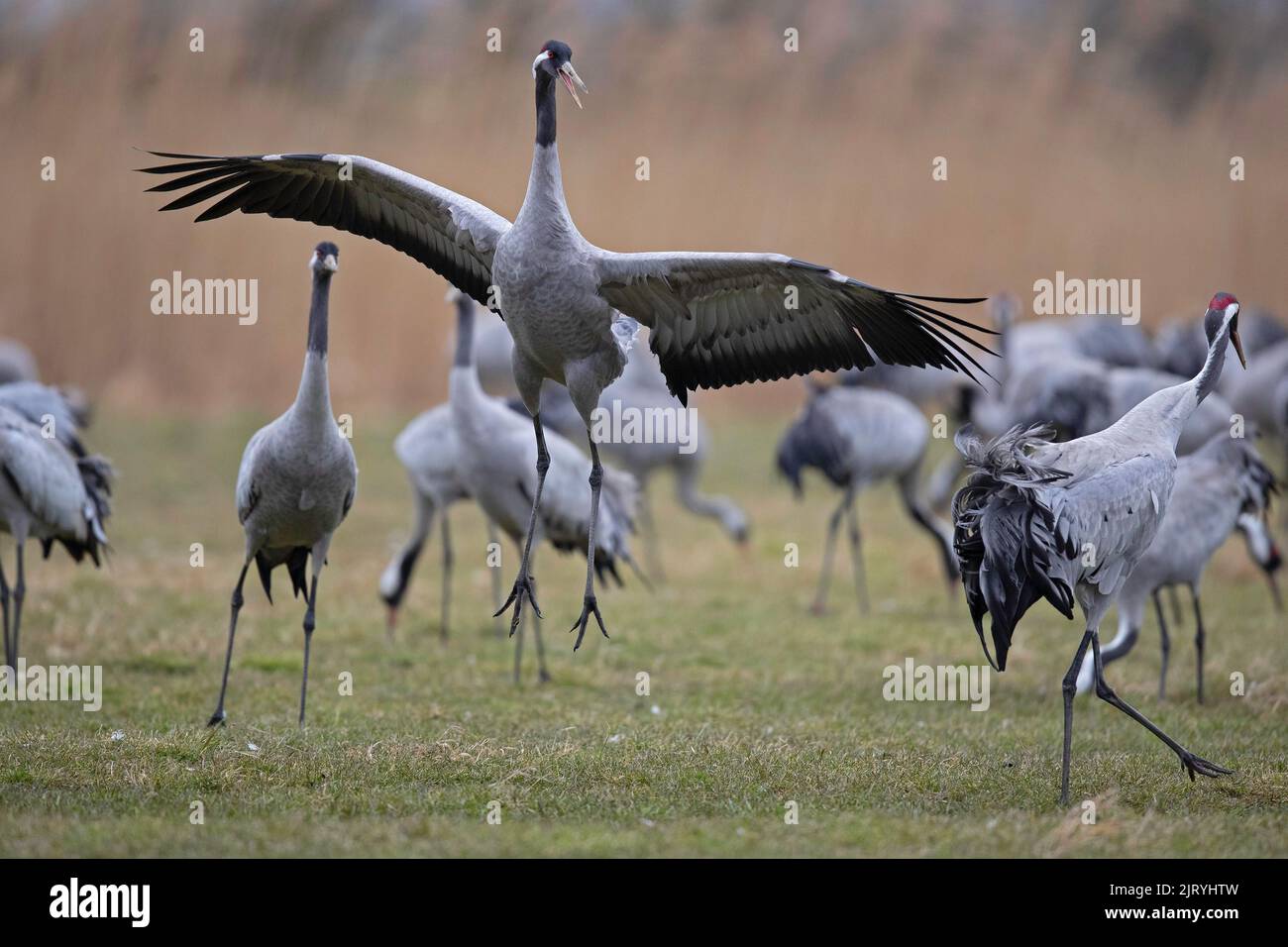 Kranich (Grus grus), Kranentanz, Balz, Guenzer Seewiesen, Frühlingszug, Necklenburg-Vorpommern, Deutschland Stockfoto