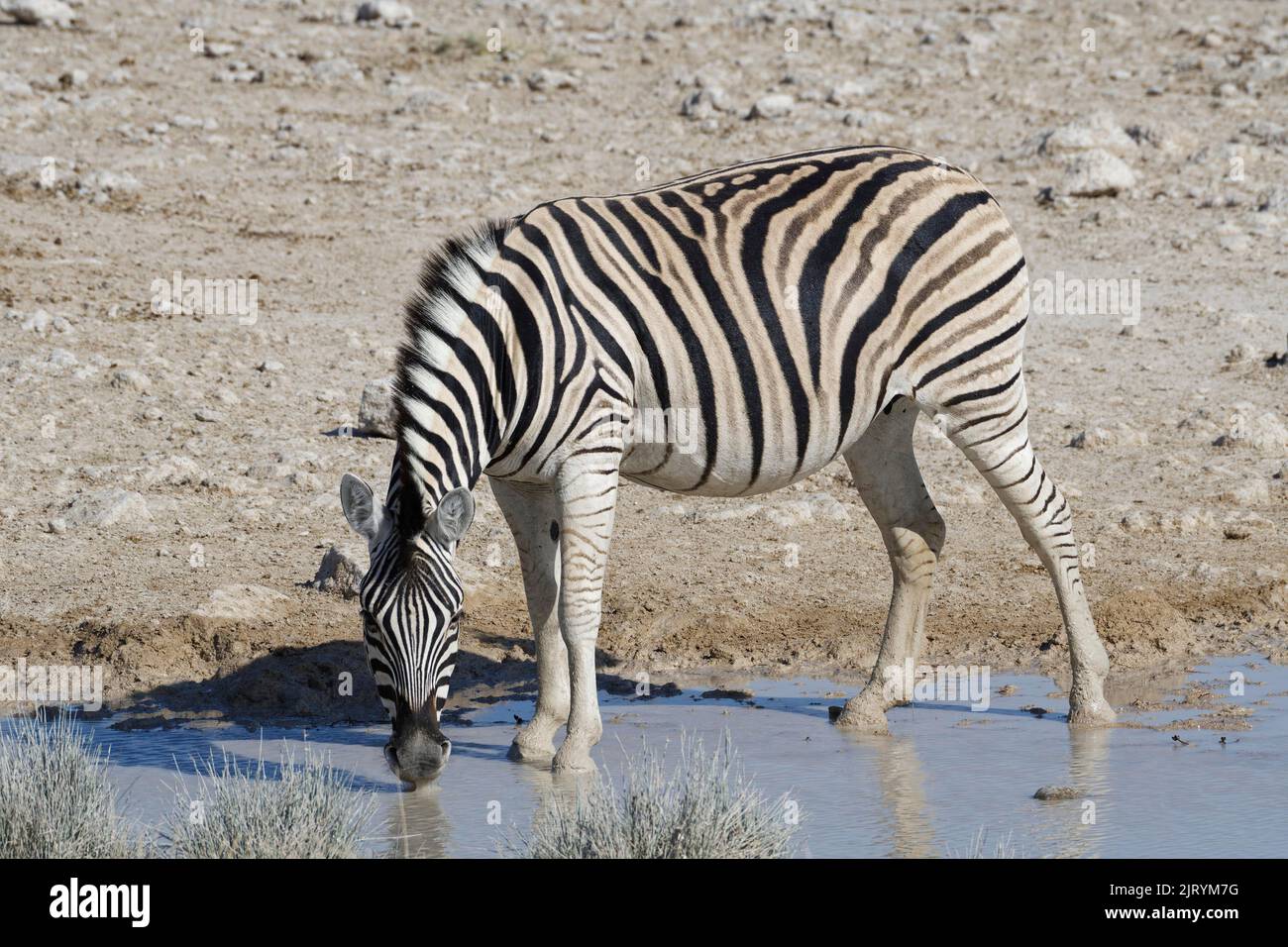 Burchells Zebra (Equus quagga burchellii), weibliche Erwachsene, die im Wasserloch, im Etosha National Park, Namibia, Afrika trinken Stockfoto