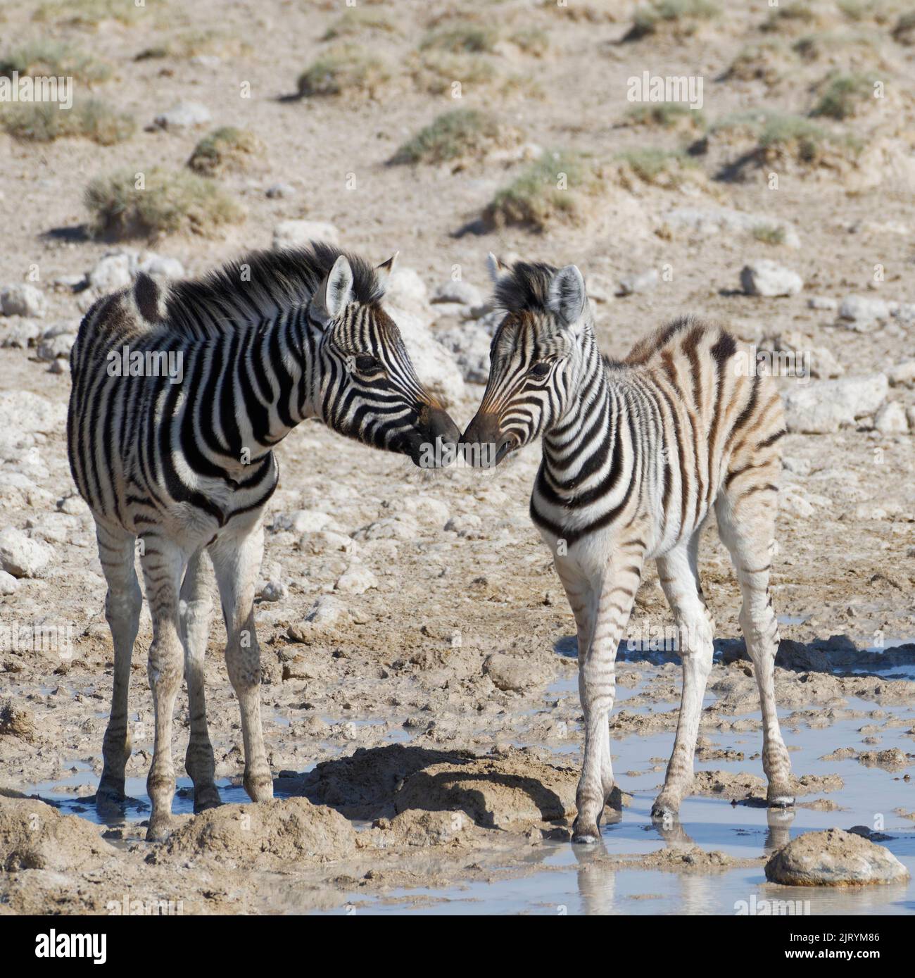 Burchells Zebras (Equus quagga burchellii), zwei Zebrafohlen, die an Wasserloch, Nase an Nase, Etosha National Park, Namibia, Afrika, stehen Stockfoto