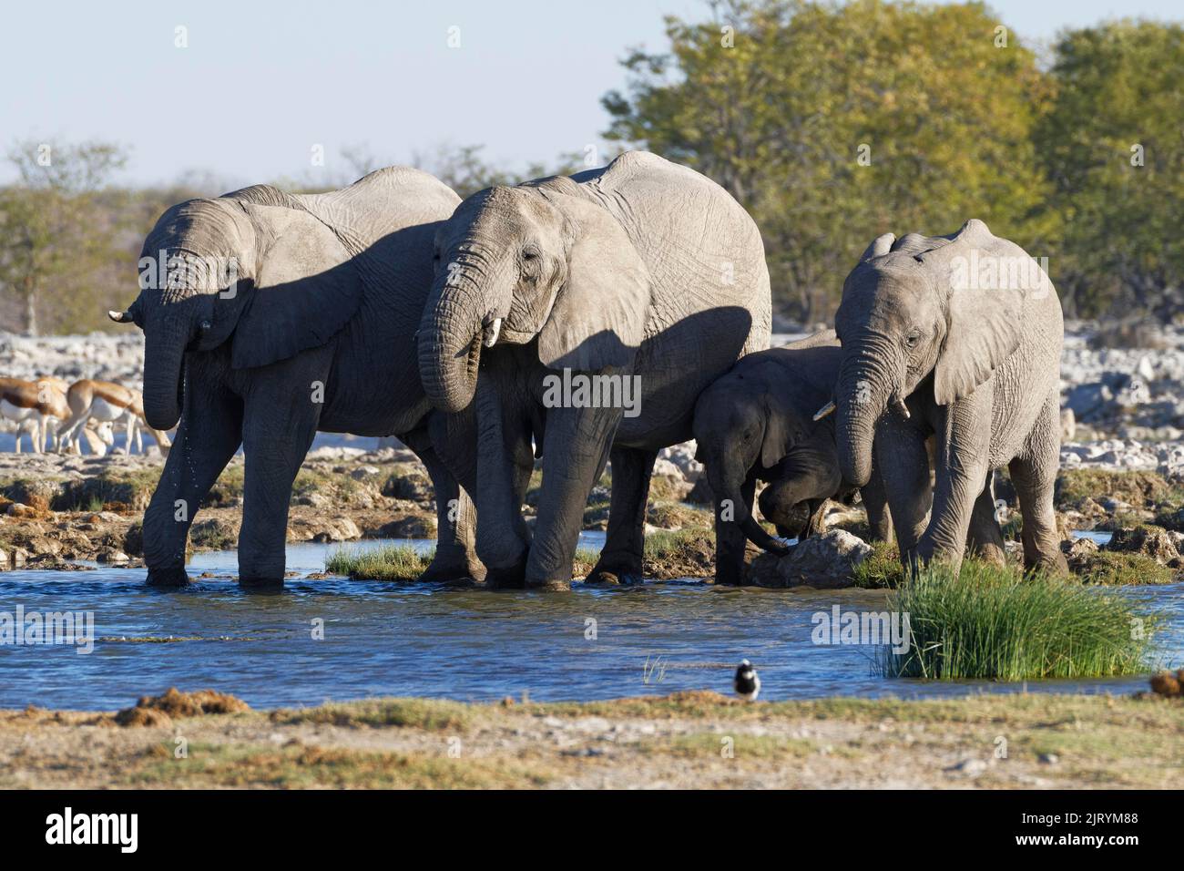 Afrikanische Buschelefanten (Loxodonta africana), Herde mit Elefantenbaby, die an einem Wasserloch trinkt, Etosha National Park, Namibia, Afrika Stockfoto