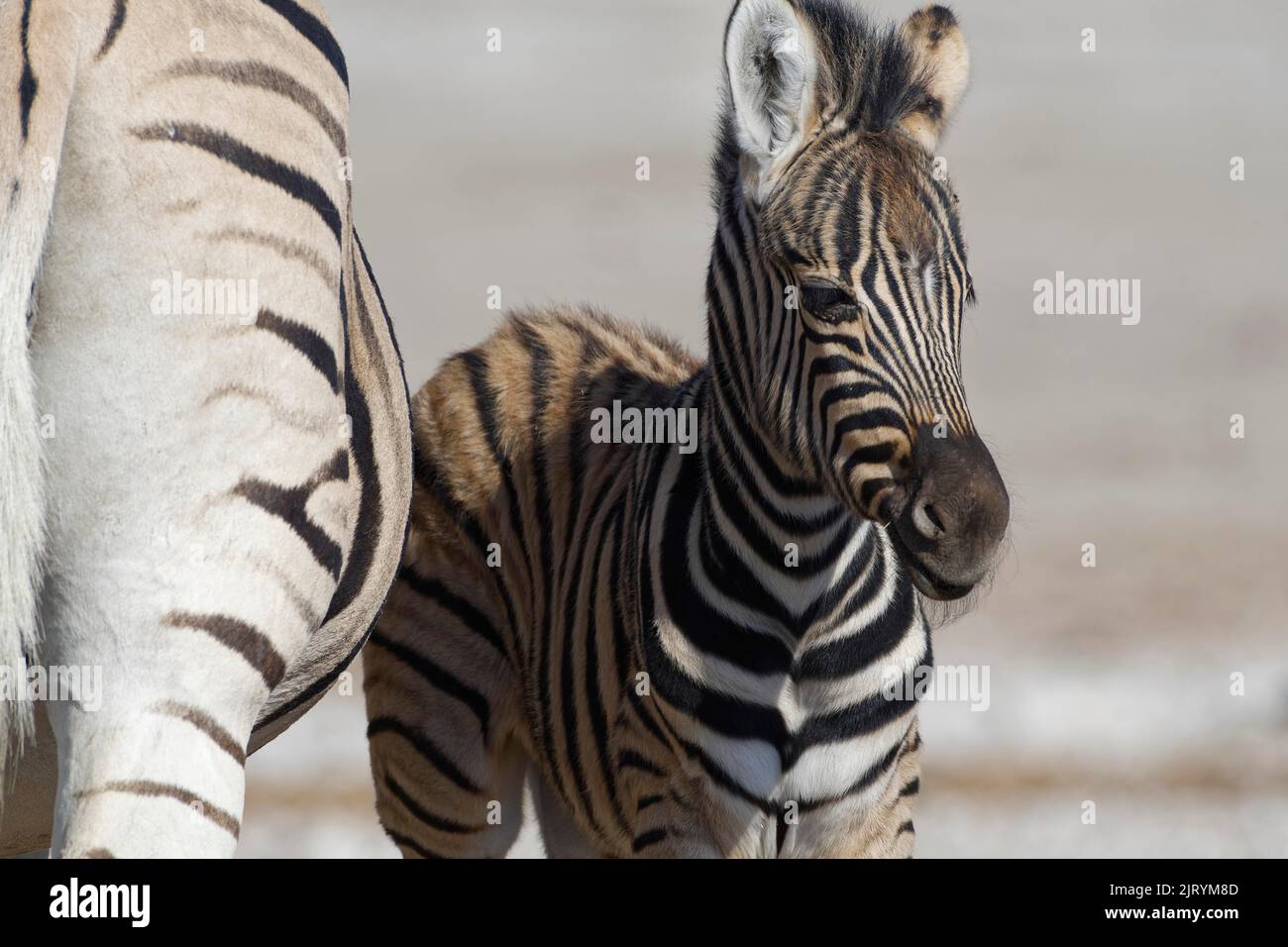 Burchells Zebras (Equus quagga burchellii), Erwachsenen- und Zebrafohlen, Tierporträt, Etosha-Nationalpark, Namibia, Afrika Stockfoto