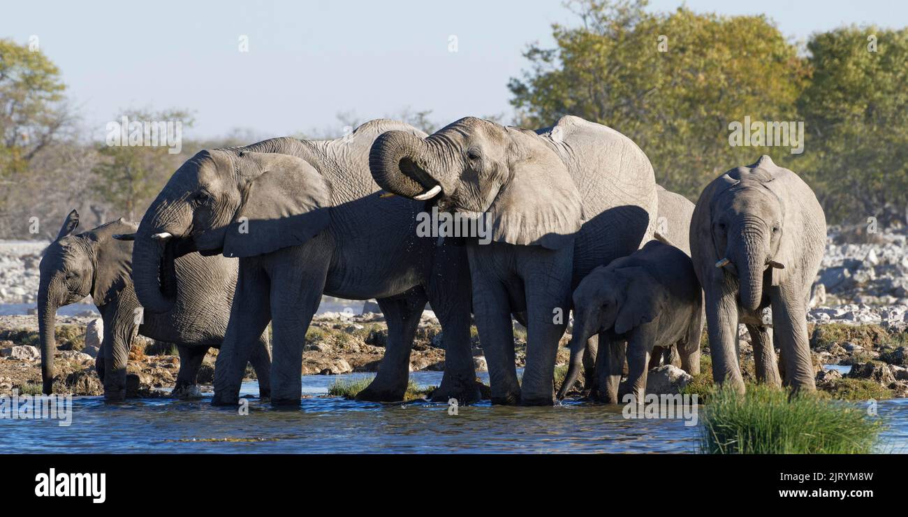 Afrikanische Buschelefanten (Loxodonta africana), Herde mit Elefantenbaby, die an einem Wasserloch trinkt, Etosha National Park, Namibia, A, Afrika Stockfoto