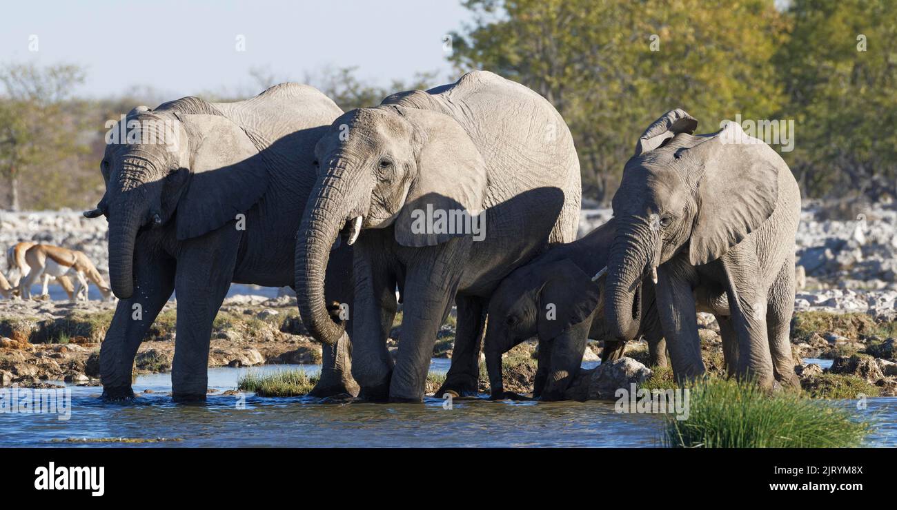 Afrikanische Buschelefanten (Loxodonta africana), Herde mit Elefantenbaby, die an einem Wasserloch trinkt, Etosha National Park, Namibia, Afrika Stockfoto