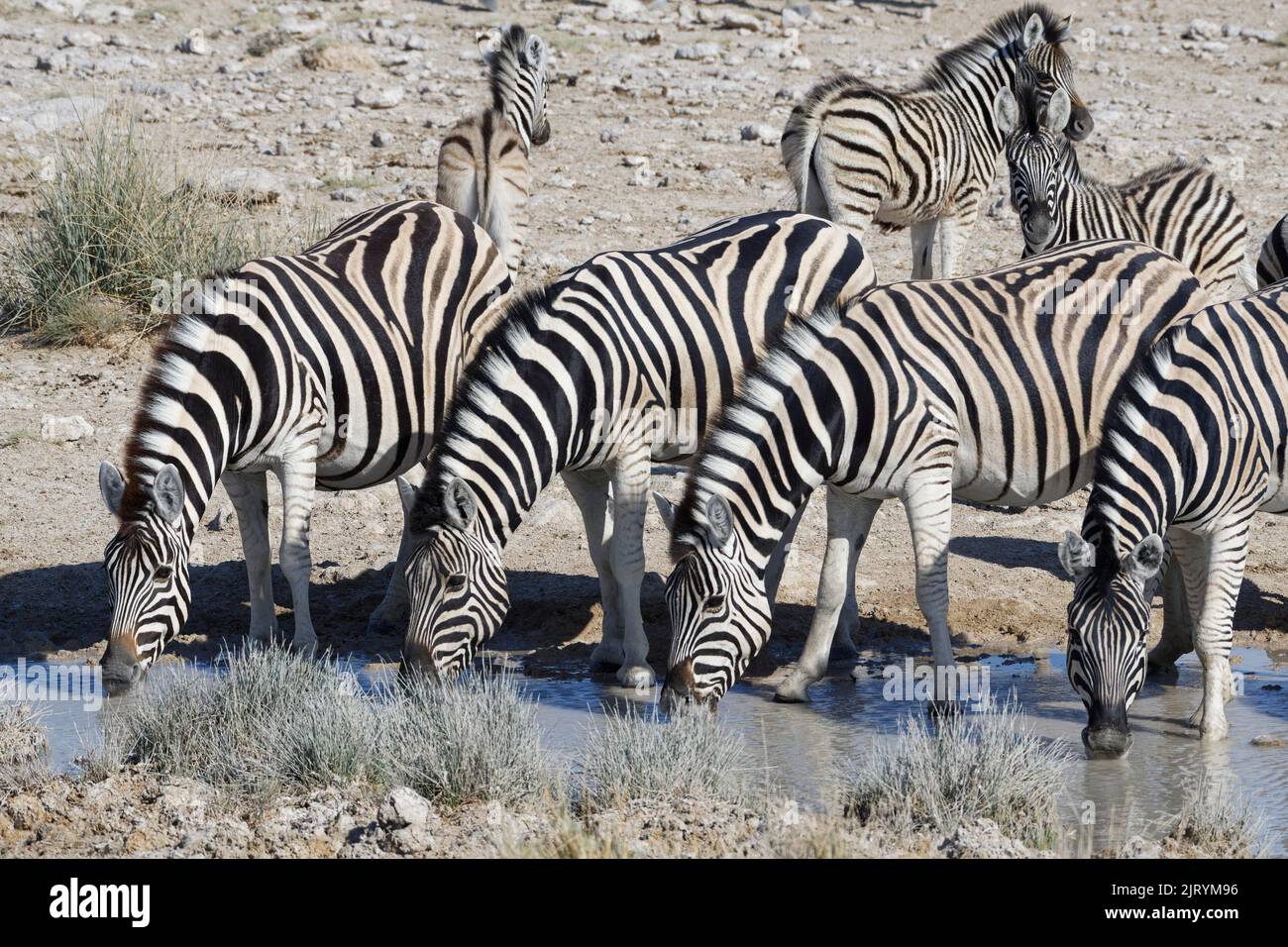 Burchells Zebras (Equus quagga burchellii), Herdentrinken am Wasserloch, Etosha National Park, Namibia, Afrika Stockfoto