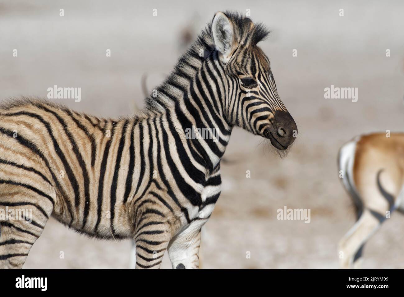 Burchells Zebra (Equus quagga burchellii), Zebrafohlen, Tierportrait, Profil, Etosha-Nationalpark, Namibia, Afrika Stockfoto