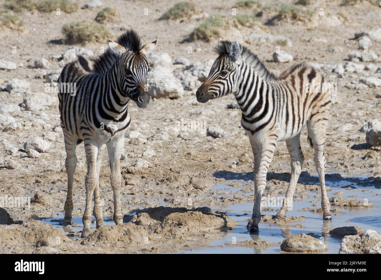 Burchells Zebras (Equus quagga burchellii), zwei Zebrafohlen, die am Wasserloch, im Etosha National Park, Namibia, Afrika, stehen Stockfoto