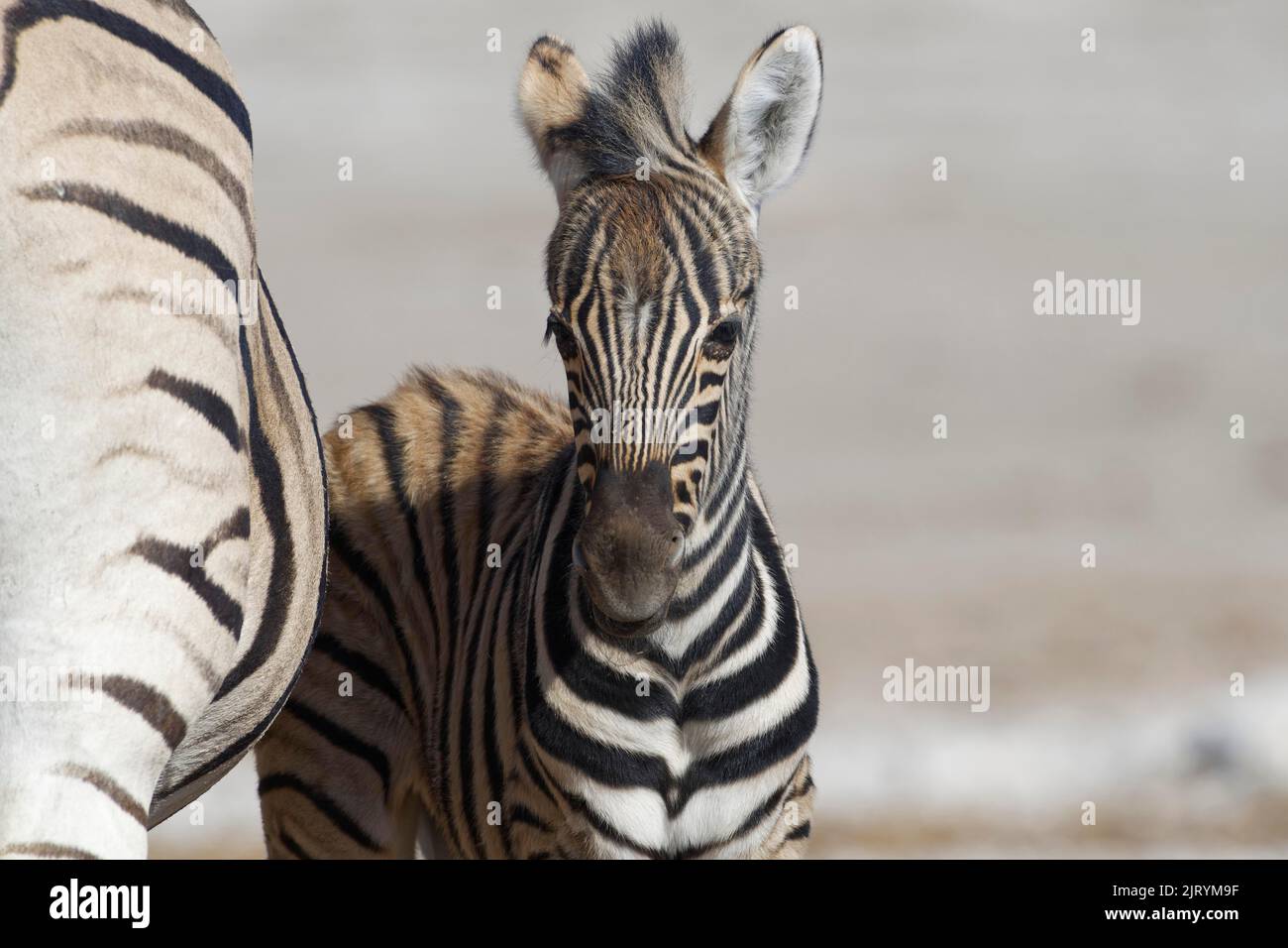 Burchells Zebras (Equus quagga burchellii), Erwachsenen- und Zebrafohlen, Tierporträt, Etosha-Nationalpark, Namibia, Afrika Stockfoto