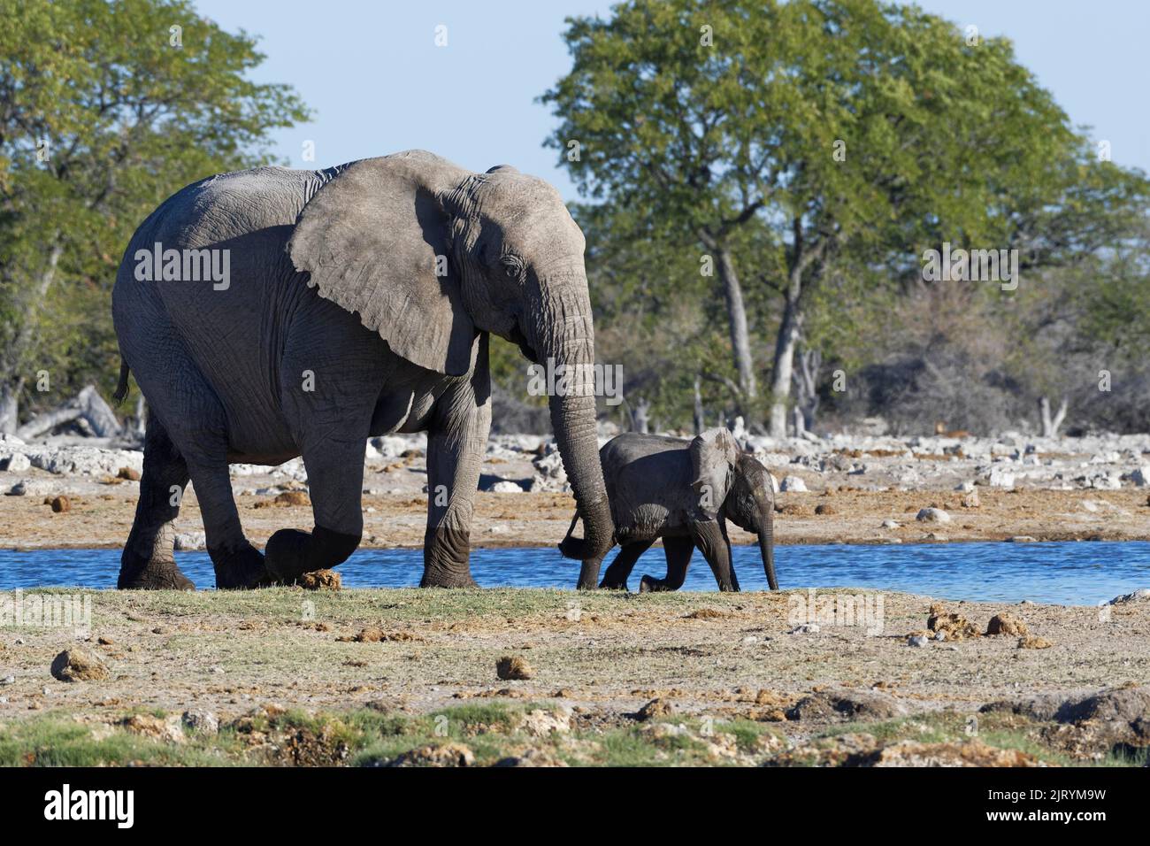 Afrikanische Buschelefanten (Loxodonta africana), Mutter mit Elefantenbaby beim Spaziergang entlang des Wasserlochs, Etosha National Park, Namibia, Afrika Stockfoto