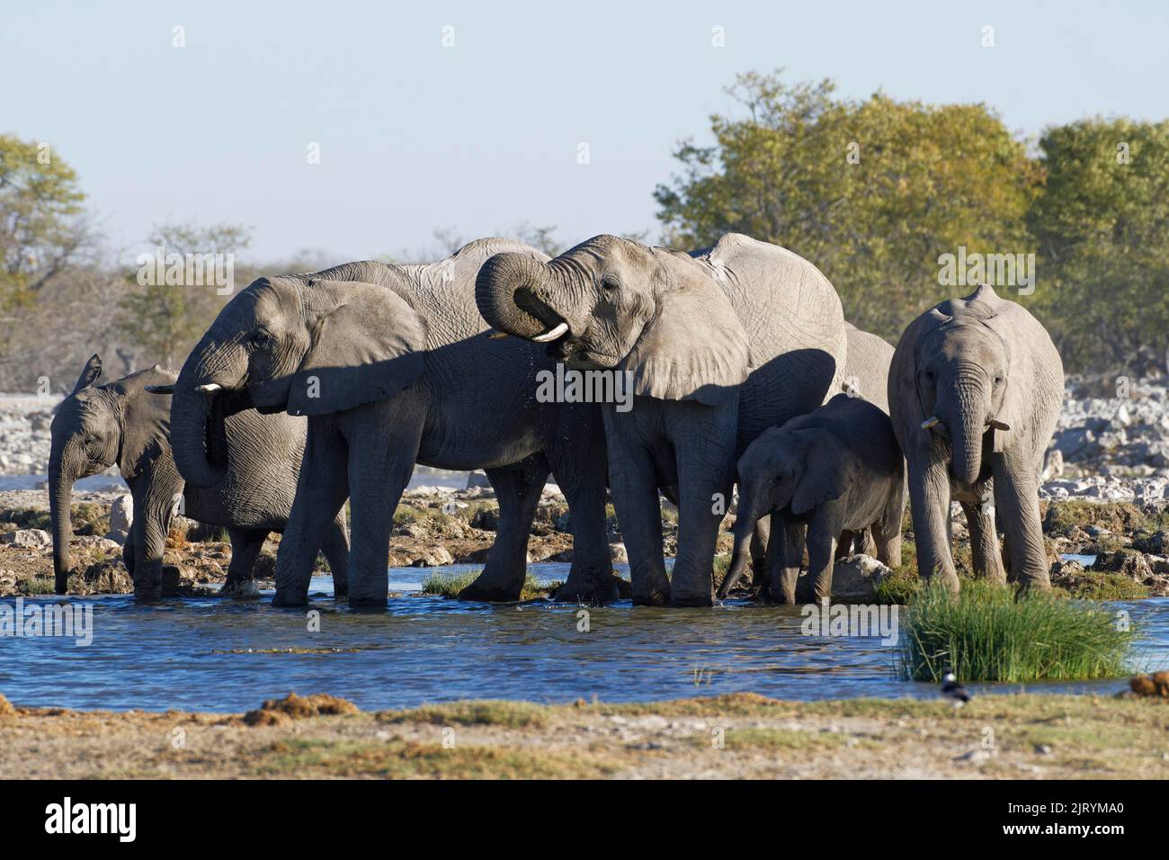 Afrikanische Buschelefanten (Loxodonta africana), Herde mit Elefantenbaby, die an einem Wasserloch trinkt, Etosha National Park, Namibia, AF, Afrika Stockfoto