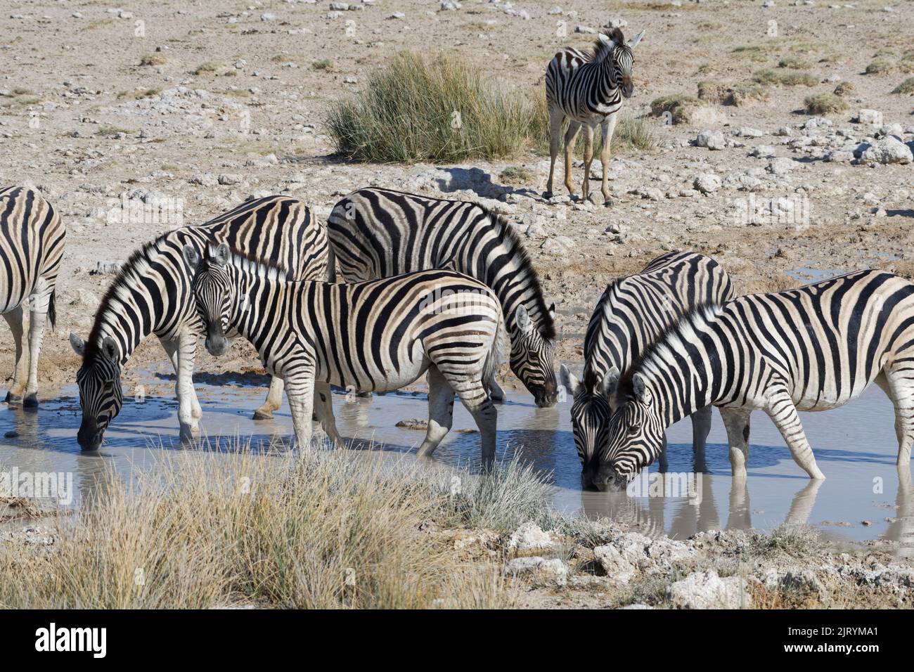 Burchells Zebras (Equus quagga burchellii), Herde im Wasser trinken am Wasserloch, Etosha Nationalpark, Namibia, Afrika Stockfoto
