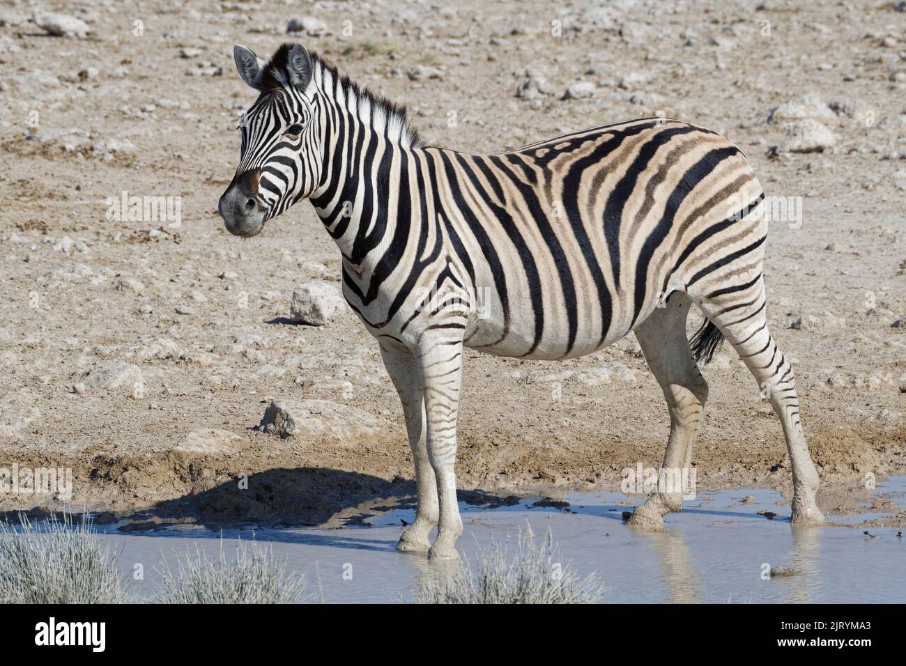 Burchells Zebra (Equus quagga burchellii), erwachsenes Weibchen, das am Wasserloch, Etosha National Park, Namibia, Afrika, steht Stockfoto