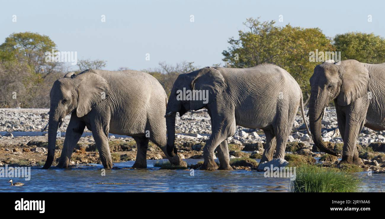 Afrikanische Buschelefanten (Loxodonta africana), weiblich und männlich, trinken beim Spazierengehen im Wasser, Etosha Nationalpark, Namibia, Afrika Stockfoto