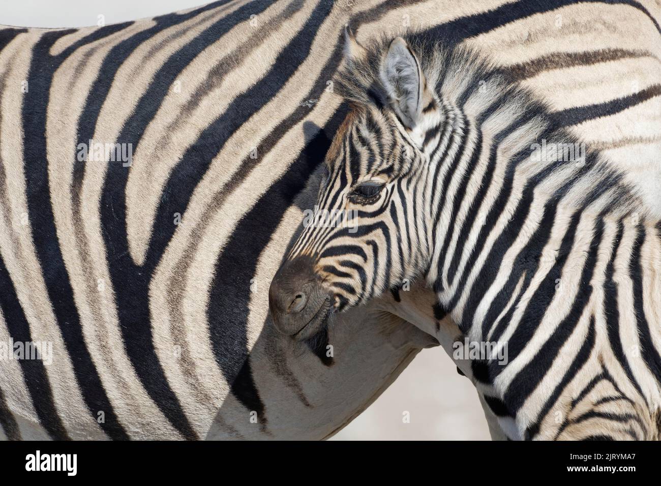 Burchells Zebras (Equus quagga burchellii), Erwachsenen- und Zebrafohlen, Tierporträt, Profilkopf, Etosha-Nationalpark, Namibia, Afrika Stockfoto