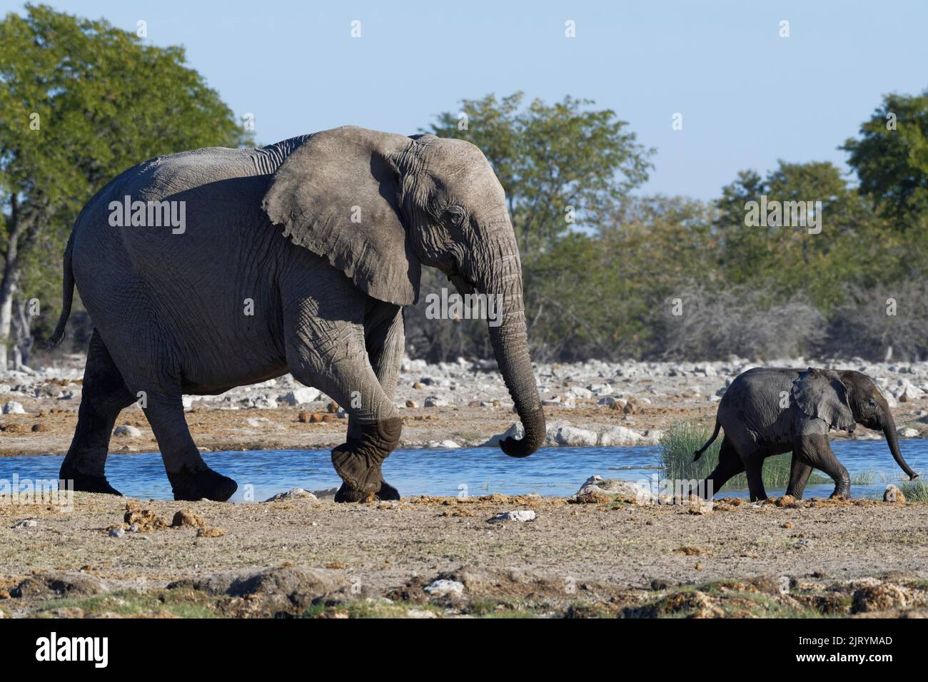 Afrikanische Buschelefanten (Loxodonta africana), Mutter mit Elefantenbaby beim Spaziergang entlang des Wasserlochs, Etosha National Park, Namibia, Afrika Stockfoto