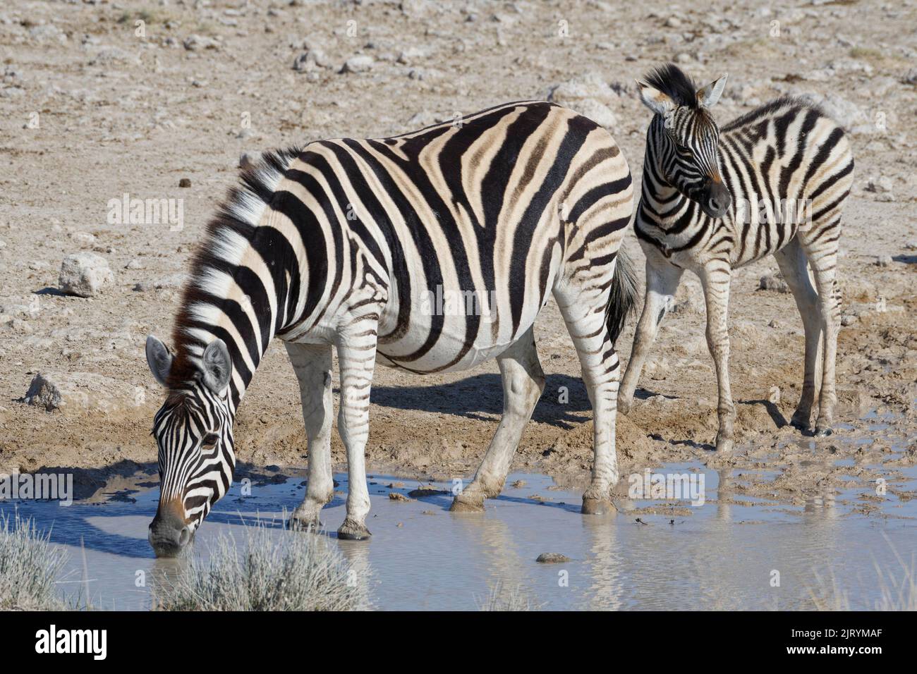 Burchells Zebras (Equus quagga burchellii), erwachsenes Weibchen mit Fohlen, trinkt am Wasserloch, Etosha Nationalpark, Namibia, Afrika Stockfoto