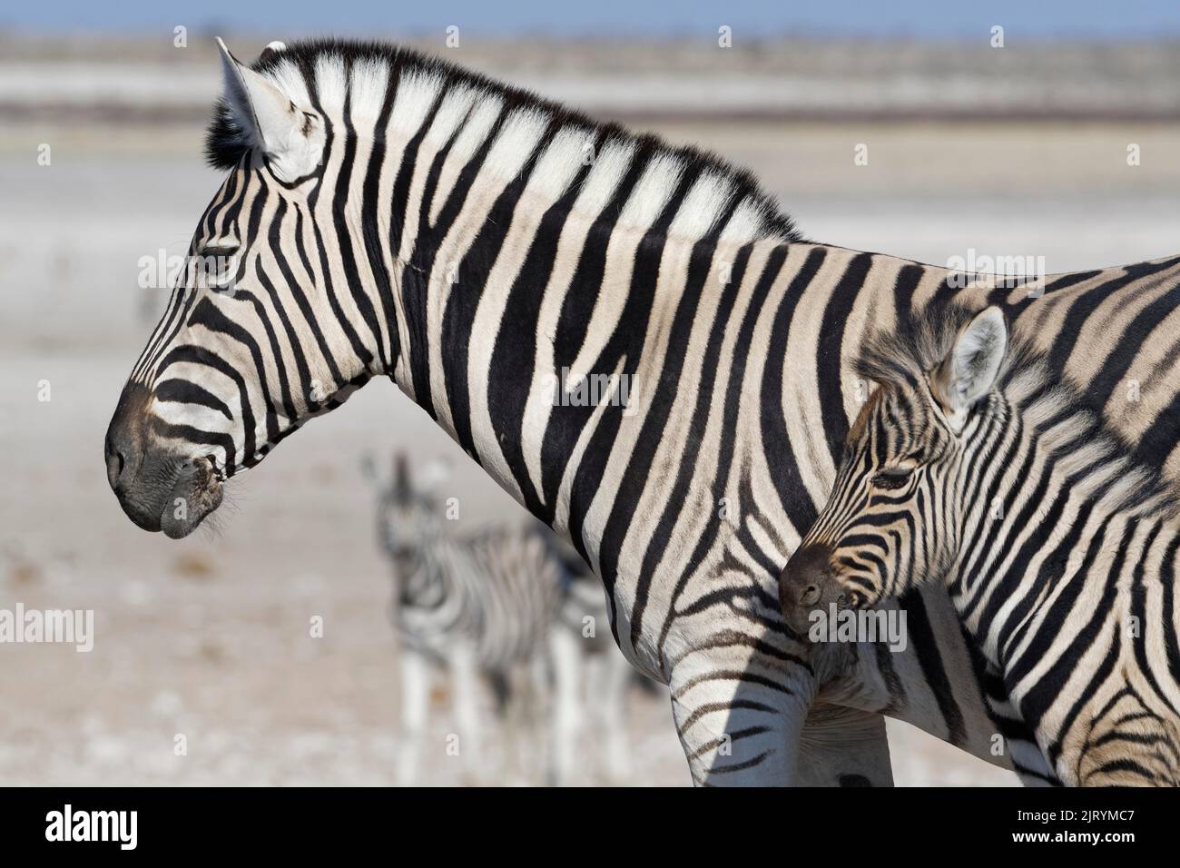 Burchells Zebras (Equus quagga burchellii), Erwachsenen- und Zebrafohlen, Tierportrait, Profil, Etosha-Nationalpark, Namibia, Afrika Stockfoto