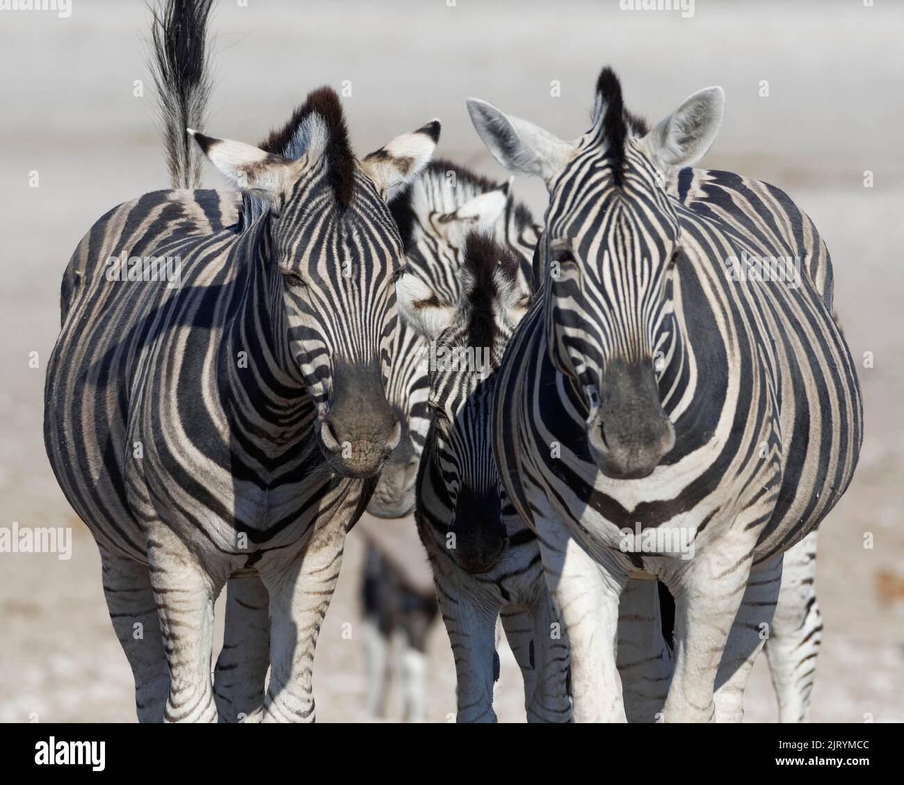 Burchells Zebras (Equus quagga burchellii), zwei Erwachsene, die mit Zebrakalb spazieren, Etosha National Park, Namibia, Afrika Stockfoto