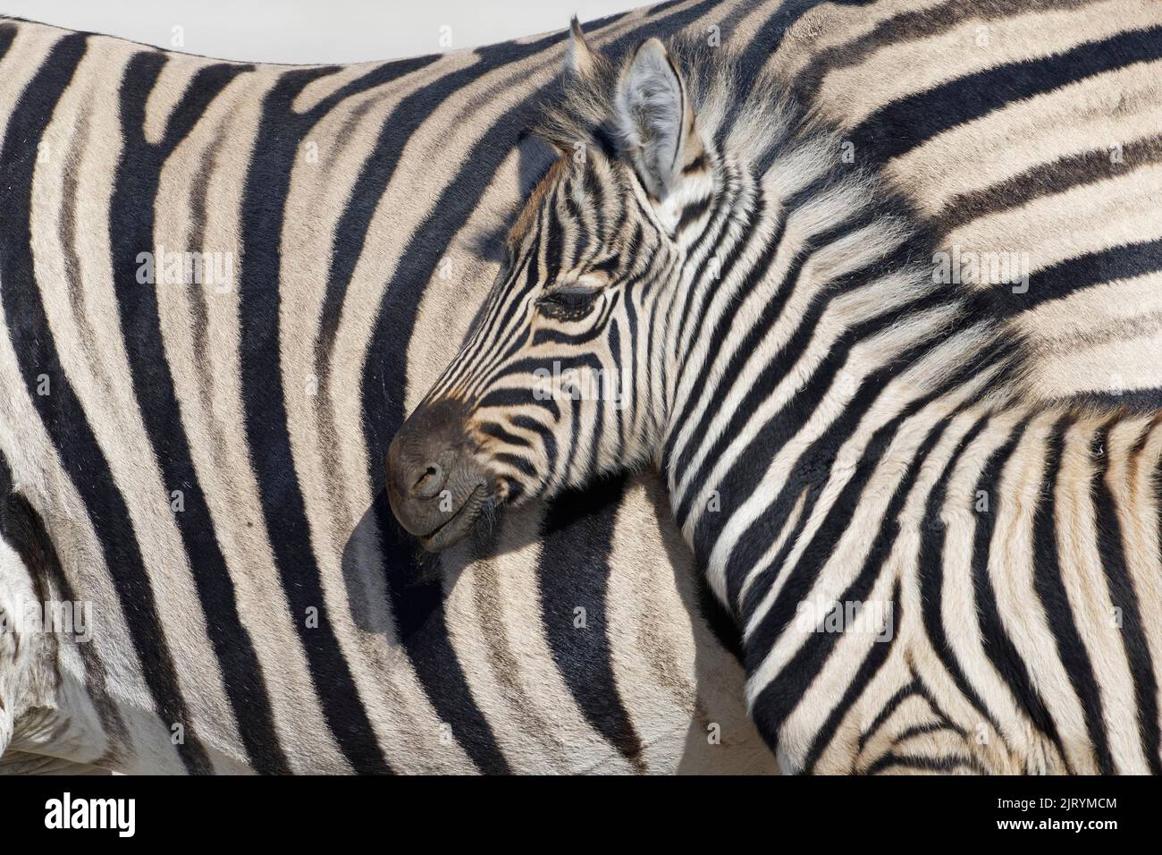 Burchells Zebras (Equus quagga burchellii), Erwachsenen- und Zebrafohlen, Tierporträt, Profilkopf, Etosha-Nationalpark, Namibia, Afrika Stockfoto