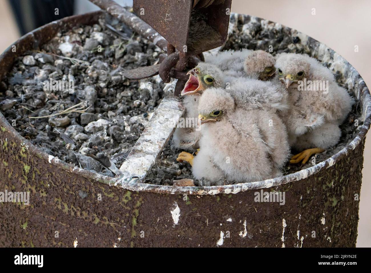 Gemeiner Turmfalken (Falco tinnunculus), Jungvögel noch nicht flugbereit am Nest, Vulkaneifel, Rheinland-Pfalz, Deutschland Stockfoto