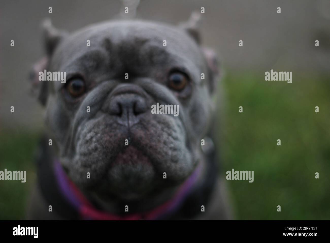 Die Nahaufnahme des Gesichts der französischen Bulldogge sieht gerade aus Stockfoto