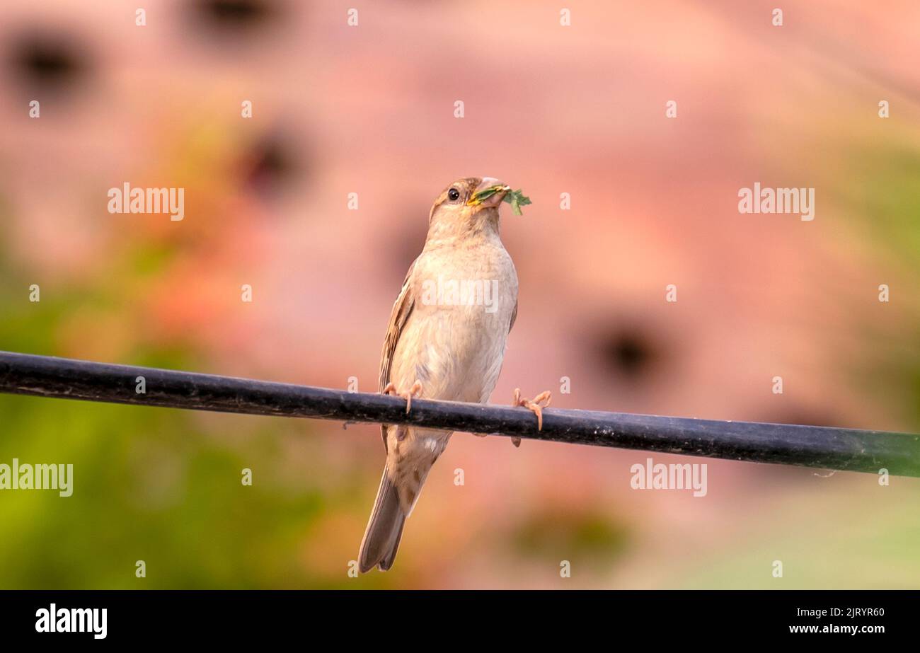 Vogel auf dem Draht, Sperling mit ausgebeutet Insektenvögel mit Beute Stockfoto