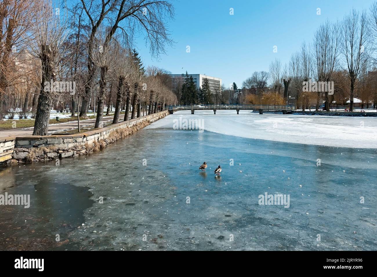 Enten am Fluss Seret in einem Park der Stadt Ternopil in der Ukraine Stockfoto