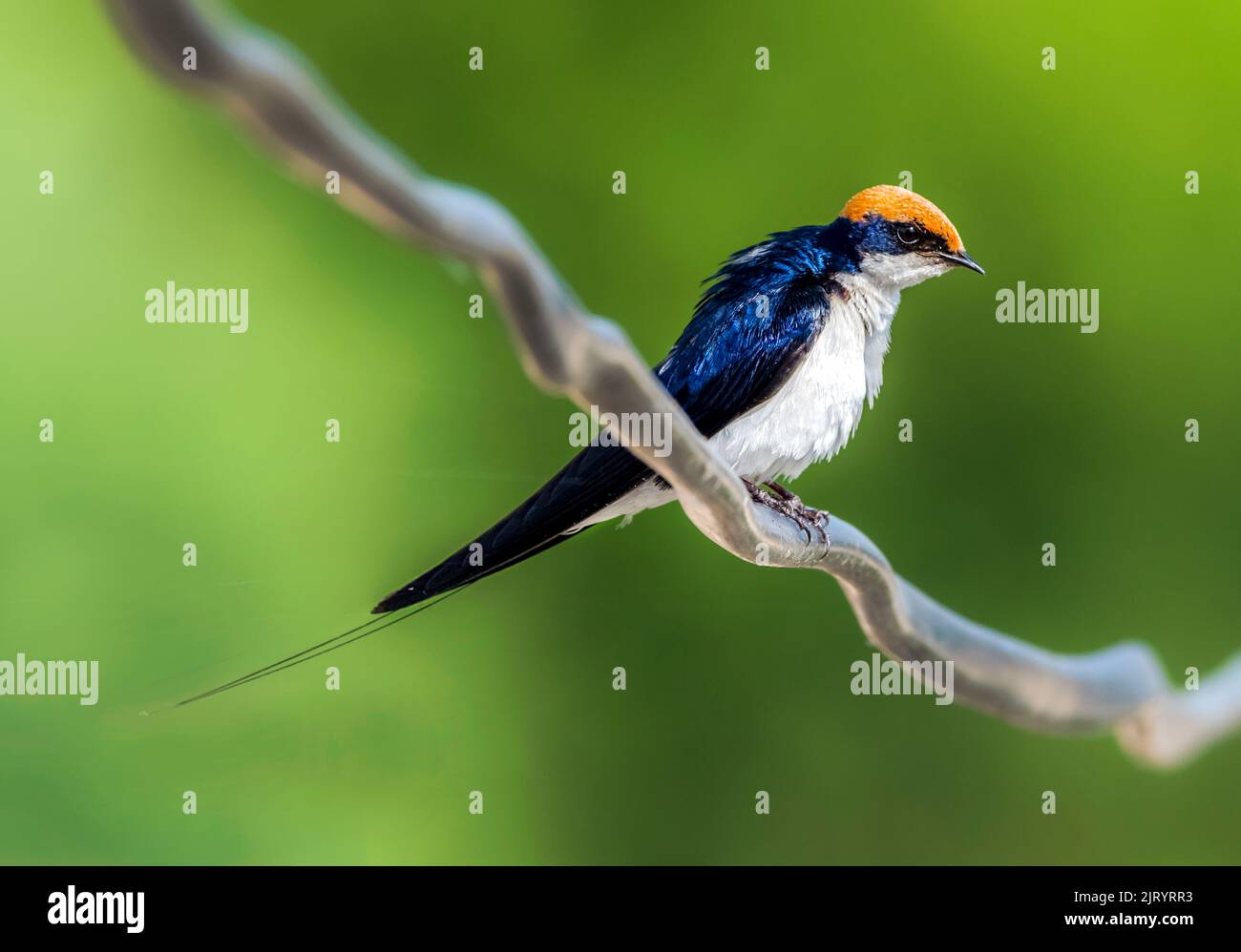 Vogel auf dem Draht, Nahaufnahme eines schönen Vogels, die Schwalbe ist ein kleiner Singvögel in der Familie der Schwalben Stockfoto