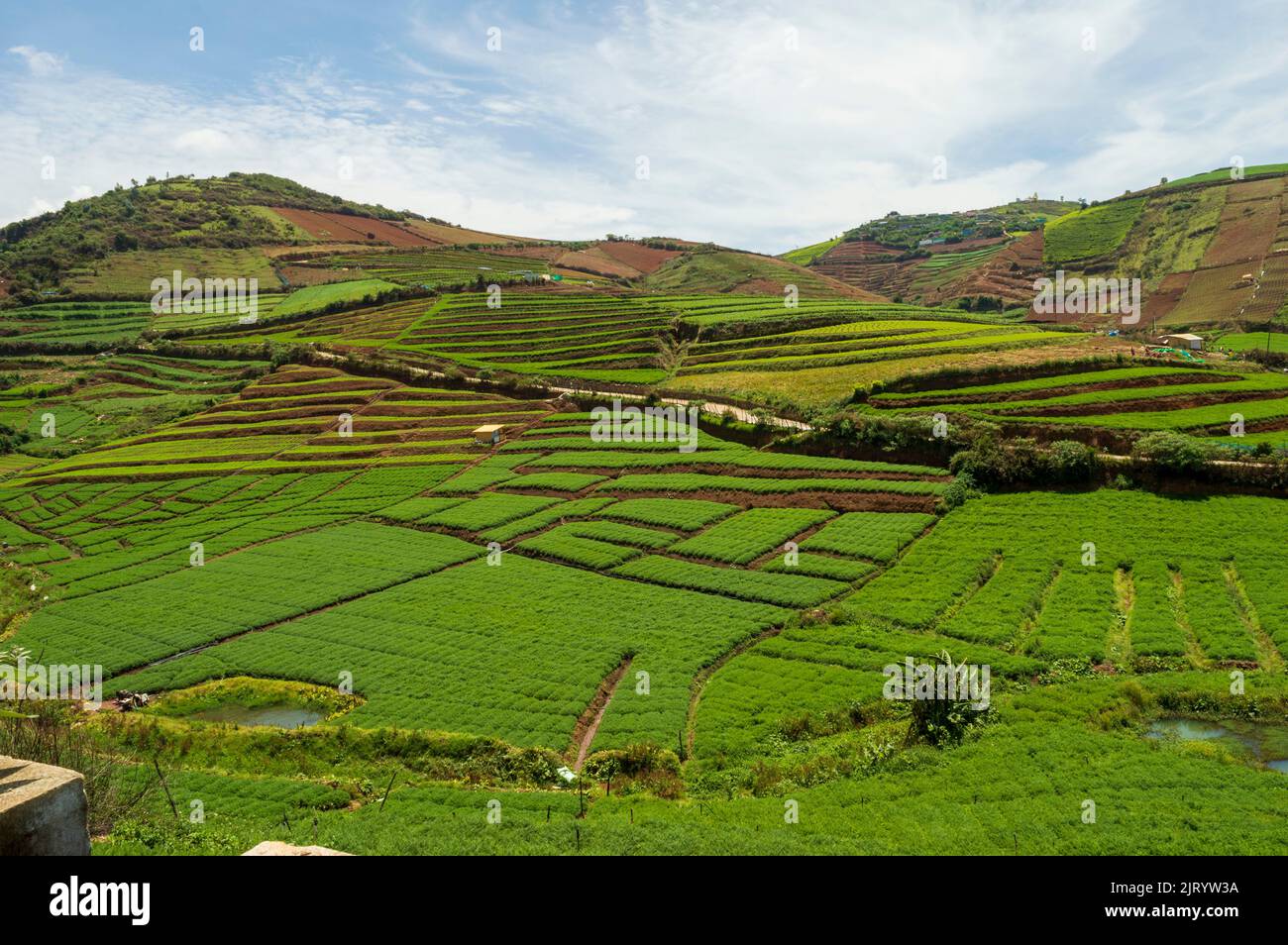 Riesige Berge, weitläufige Teegärten, landwirtschaftlicher Anbau, überall die grüne Gabe der Natur ist die Art und Weise, wie man die Schönheit von Ooty erklären kann. Stockfoto