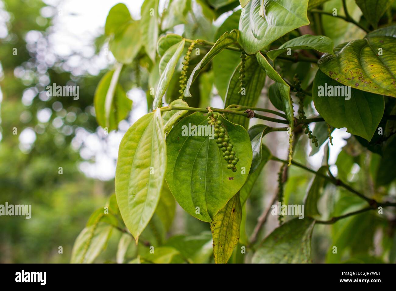 Schwarzer Pfeffer ist eine blühende Weinrebe, die für ihre Frucht, die als Pfeffermais bekannt ist, angebaut wird, die normalerweise getrocknet und als Gewürz und Gewürz verwendet wird. Stockfoto