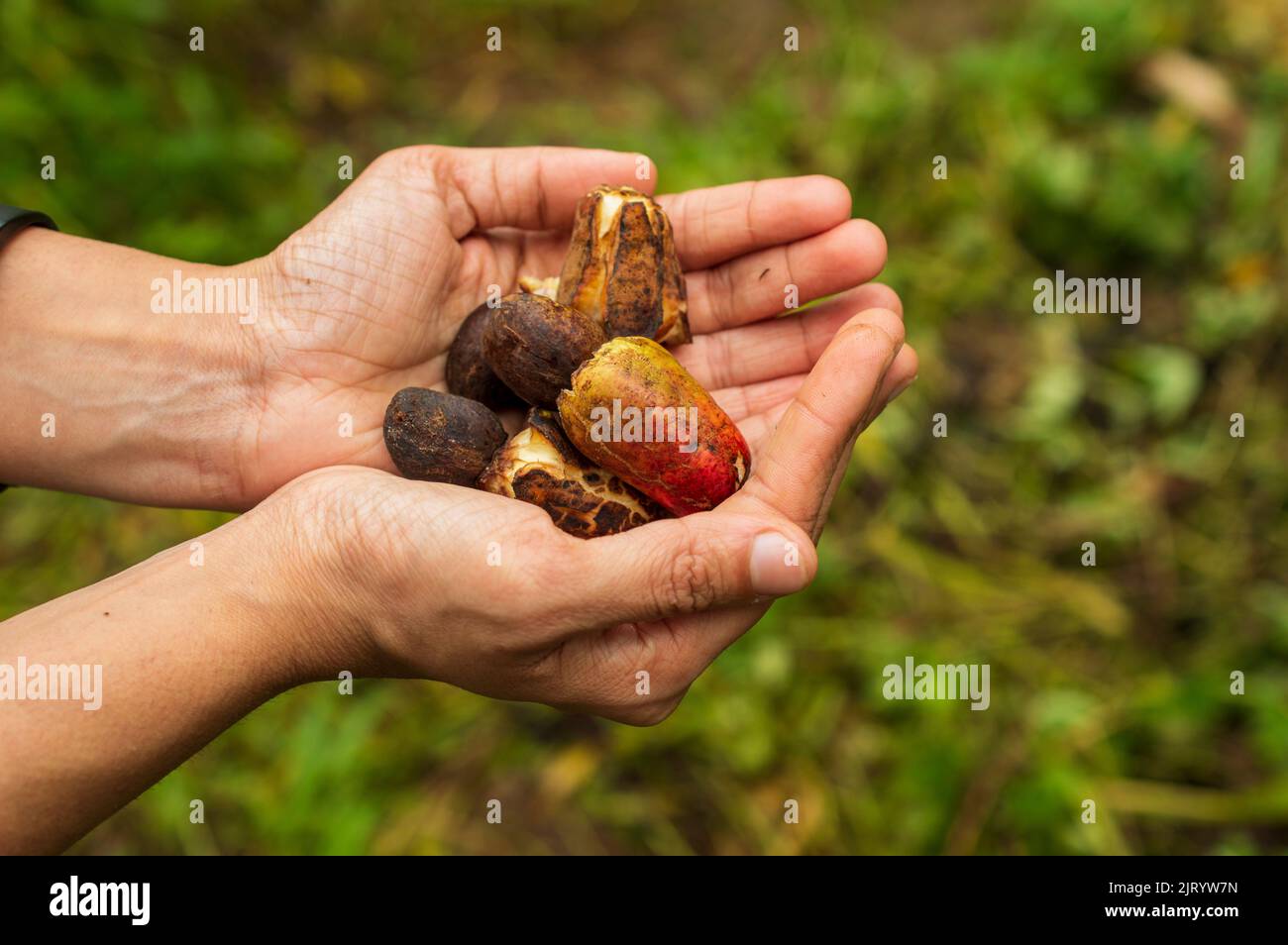 Cashew Tree ist ein tropischer immergrüner Baum, der den Cashew-Samen und die Cashew-Apfel-Zubehör-Frucht produziert. Cashewfrucht ist sehr aromatisch Stockfoto