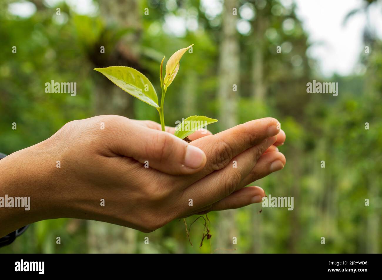 Ein Sämling ist eine junge Pflanze, die sich aus einem Pflanzenembryo aus einem Samen entwickelt. Die Entwicklung des Sämlings beginnt mit der Keimung des Samens. Stockfoto