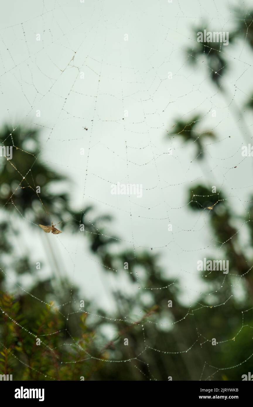 Spinnen bauen Netze, um Insekten zu fangen und zu fressen. Sie bestehen aus Seide, Naturfasern und Eiweiß. Hier ist ein nasses Spinnennetz Stockfoto