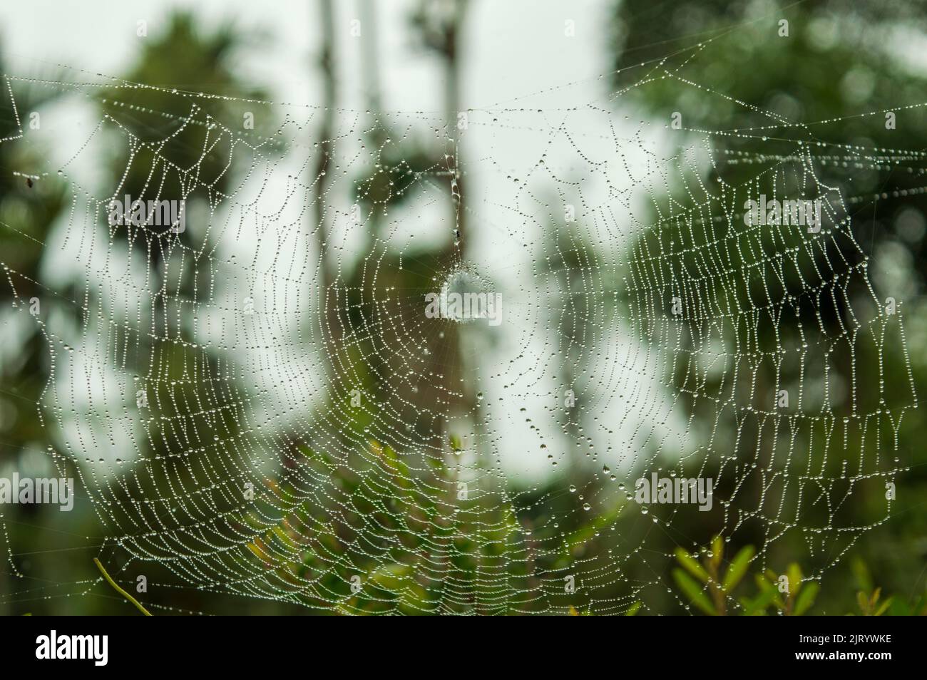 Spinnen bauen Netze, um Insekten zu fangen und zu fressen. Sie bestehen aus Seide, Naturfasern und Eiweiß. Hier ist ein nasses Spinnennetz Stockfoto