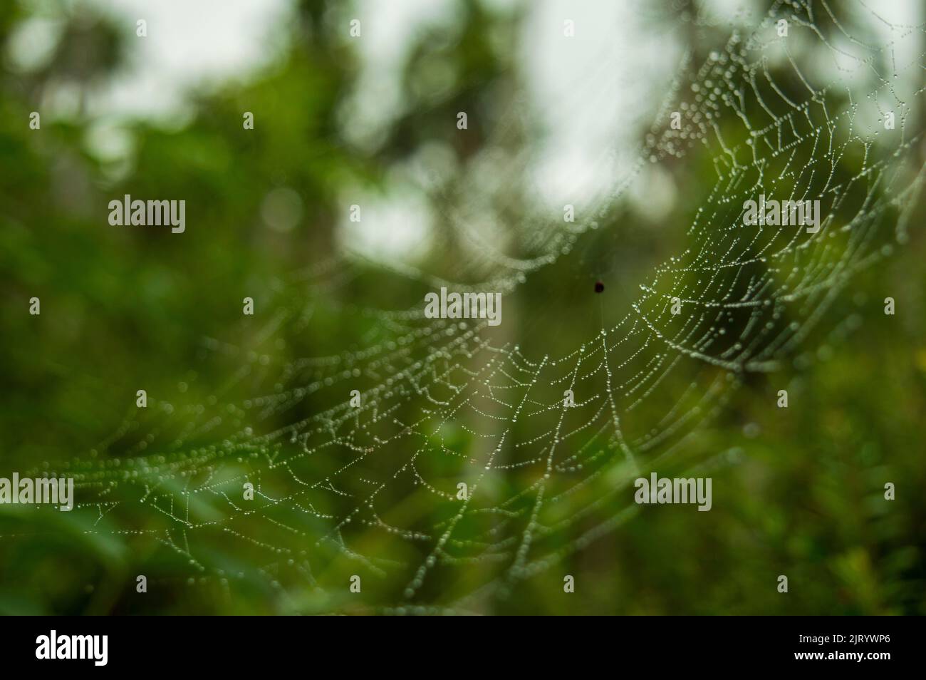 Spinnen bauen Netze, um Insekten zu fangen und zu fressen. Sie bestehen aus Seide, Naturfasern und Eiweiß. Hier ist ein nasses Spinnennetz Stockfoto