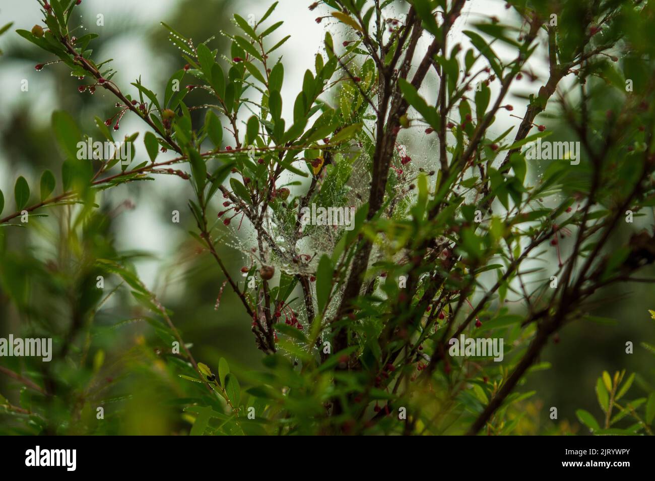 Ein lebender Zaun ist in der Regel eine Reihe von buschigen Sträuchern oder Bäumen, die dicht beieinander wachsen. Hier ist eine Pflanze, die für Hecken oder lebende Zäune verwendet wird Stockfoto